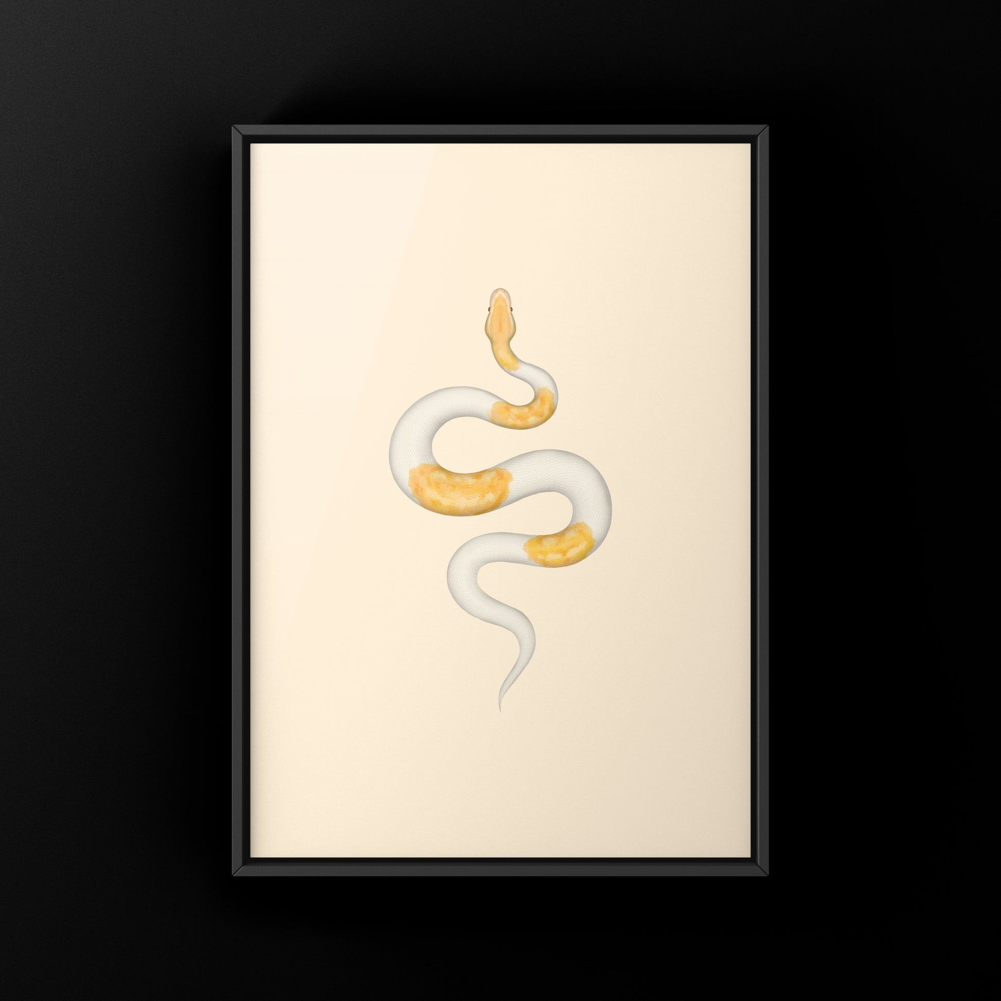 Albino Pied Ball Python Art Print (Python regius) from The Silk Ranch