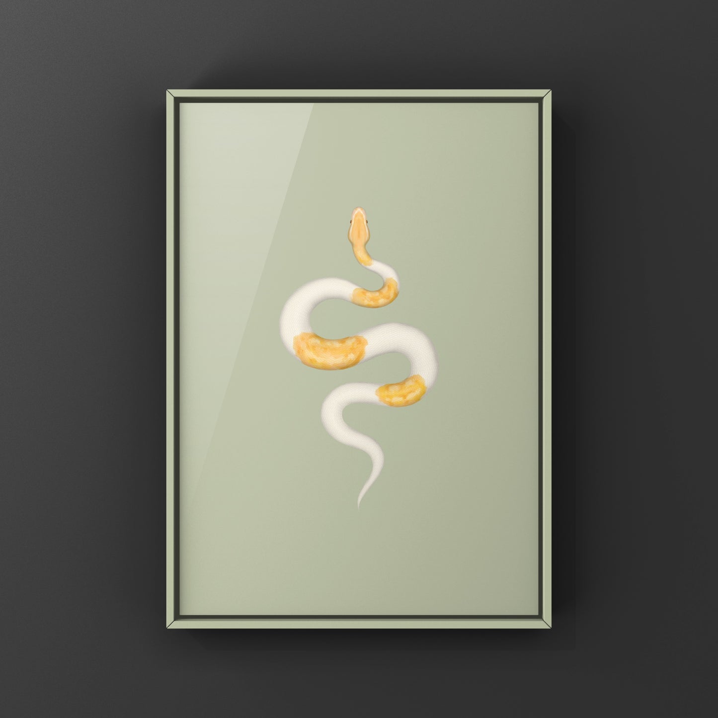 Albino Pied Ball Python Art Print (Python regius) from The Silk Ranch
