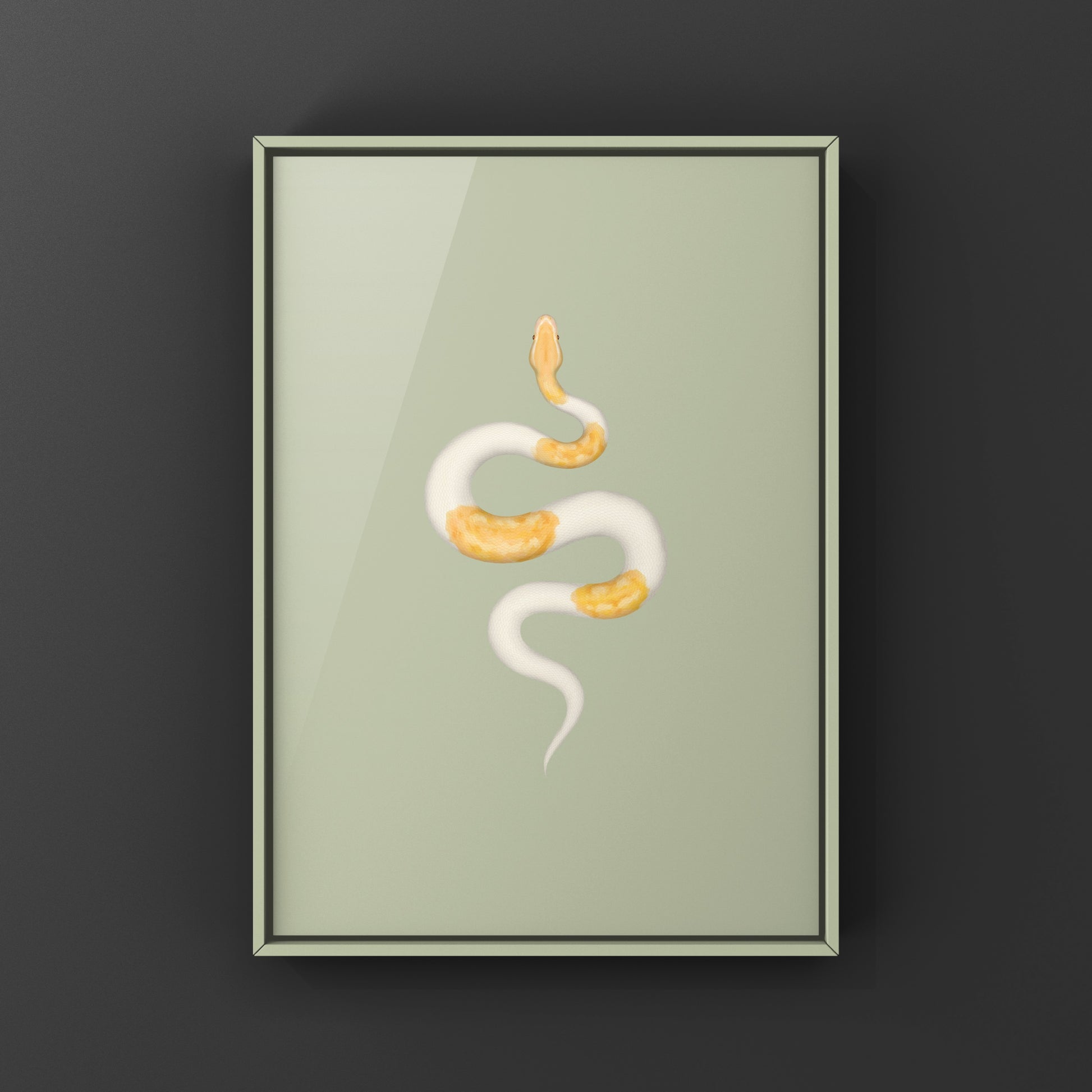 Albino Pied Ball Python Art Print (Python regius) from The Silk Ranch