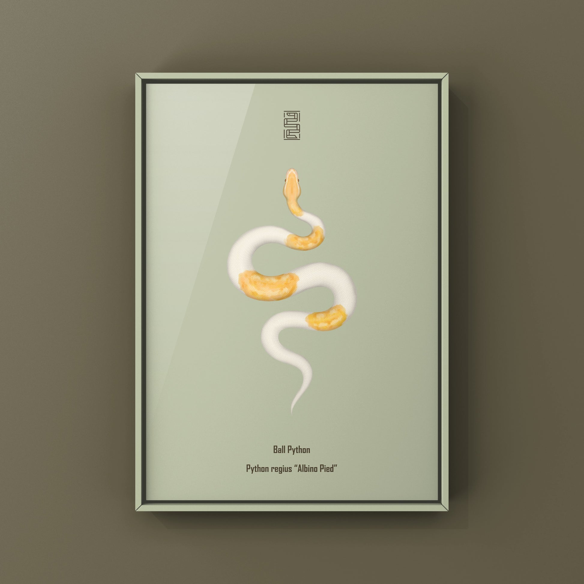 Albino Pied Ball Python Art Print (Python regius) from The Silk Ranch