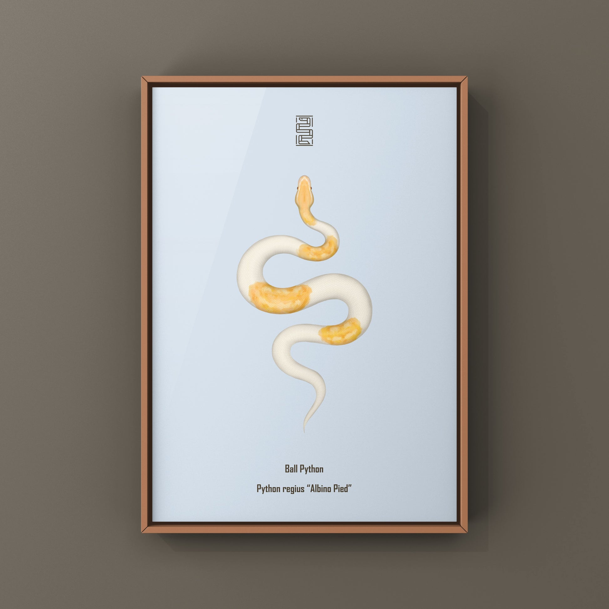 Albino Pied Ball Python Art Print (Python regius) from The Silk Ranch