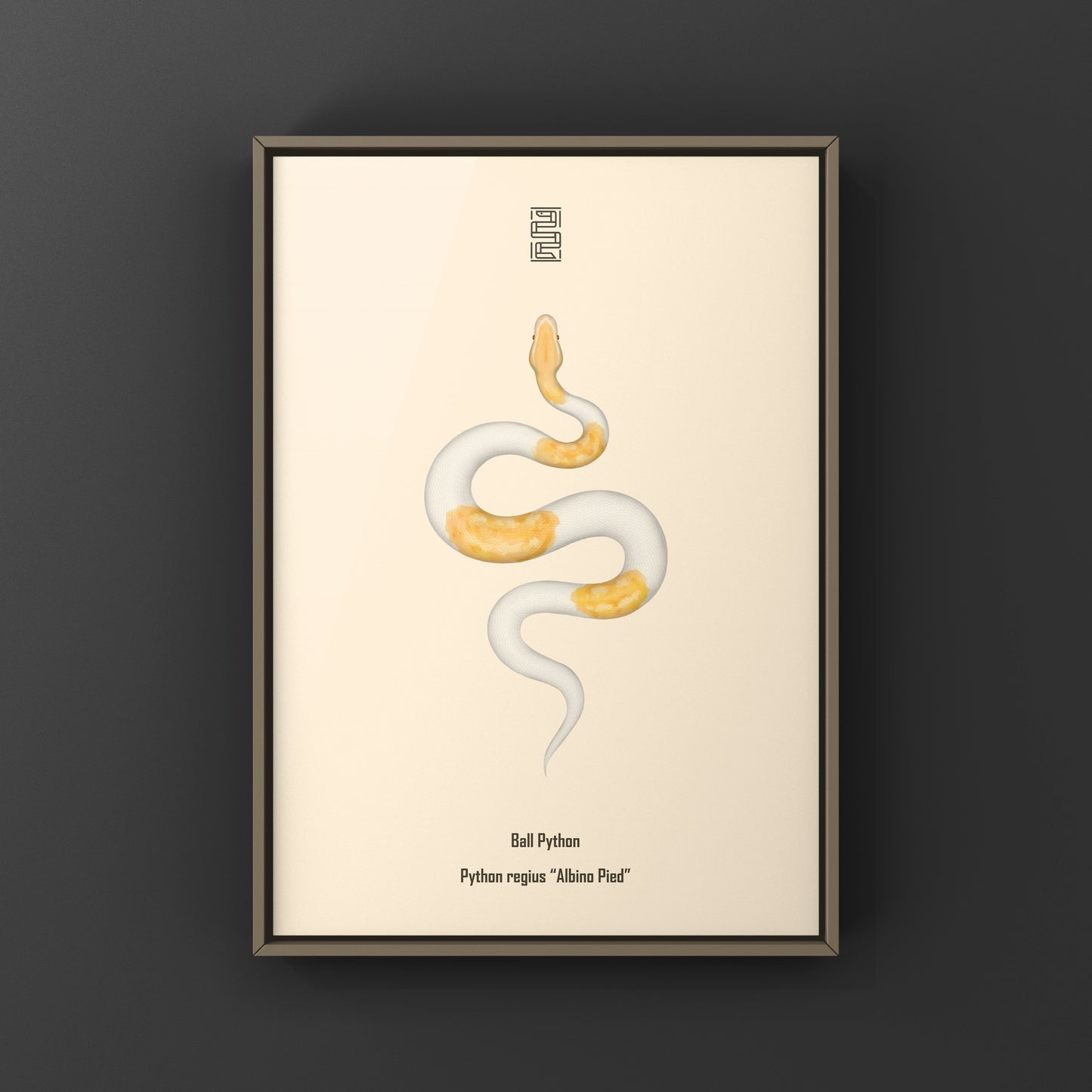 Albino Pied Ball Python Art Print (Python regius) from The Silk Ranch
