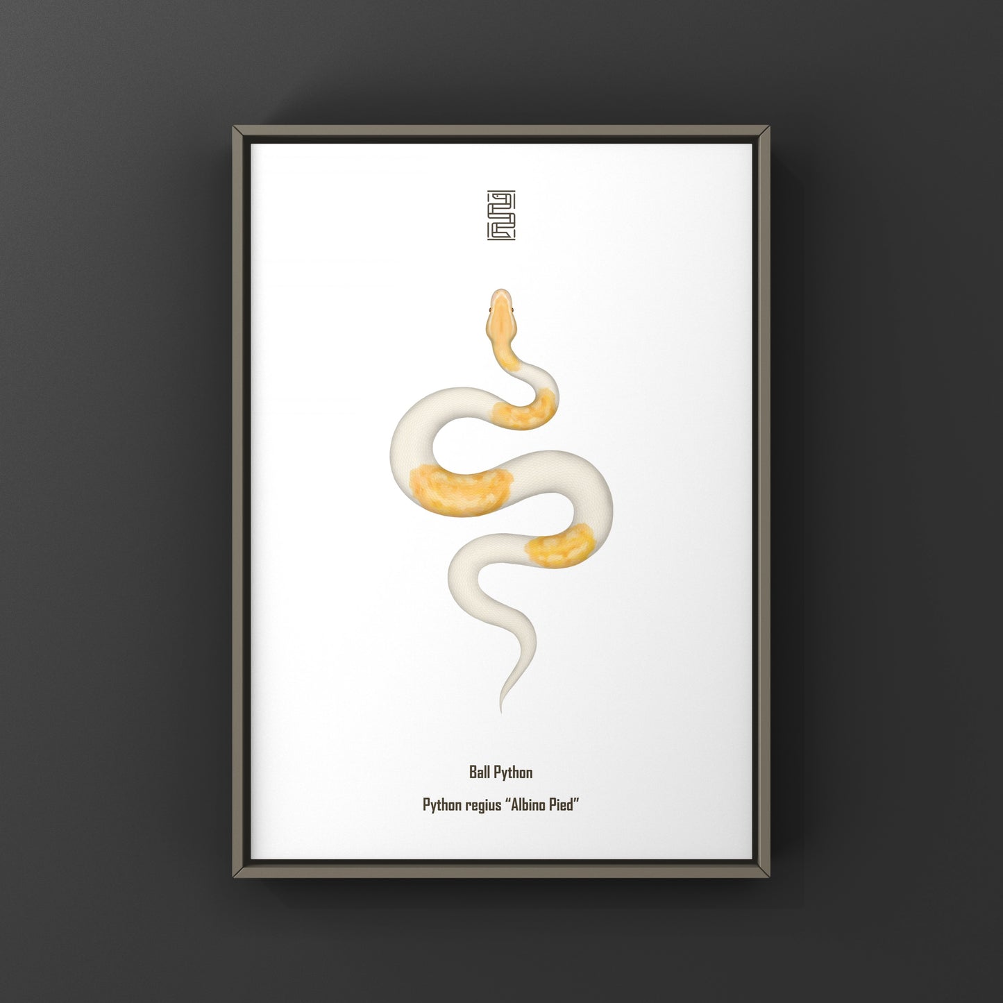 Albino Pied Ball Python Art Print (Python regius) from The Silk Ranch