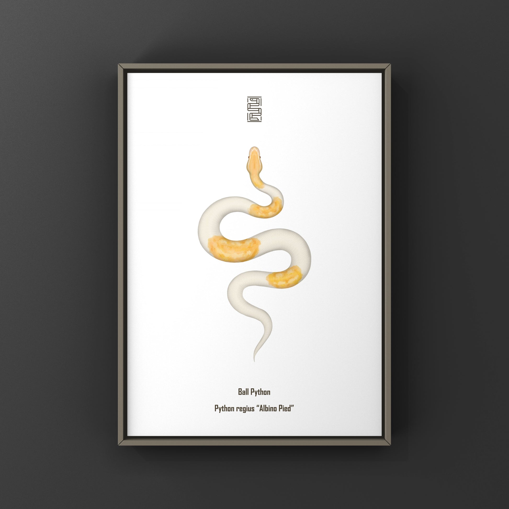 Albino Pied Ball Python Art Print (Python regius) from The Silk Ranch