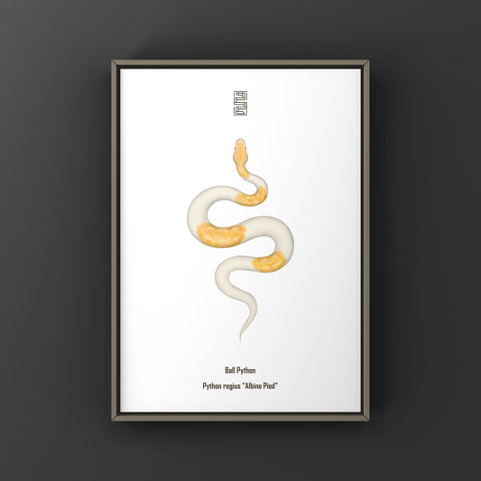Albino Pied Ball Python art print featuring a Python regius with distinctive white and patterned markings, displayed on a neutral background.