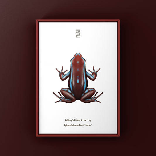 Ankas Anthony’s Poison Arrow Frog Art Print (Epipedobates anthonyi) from The Silk Ranch