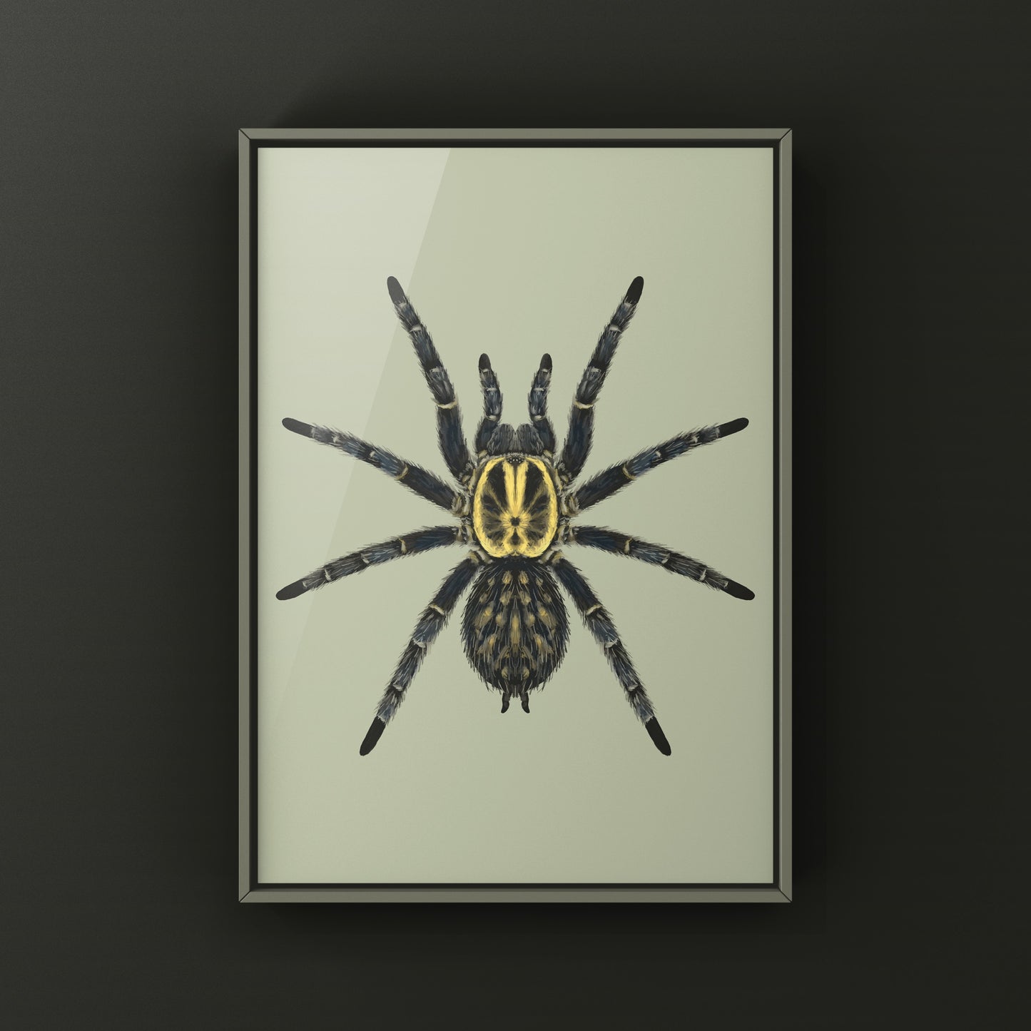 Gabon Blue Dwarf Tarantula art print by The Silk Ranch showcasing detailed illustration of Heterothele gabonensis on white background