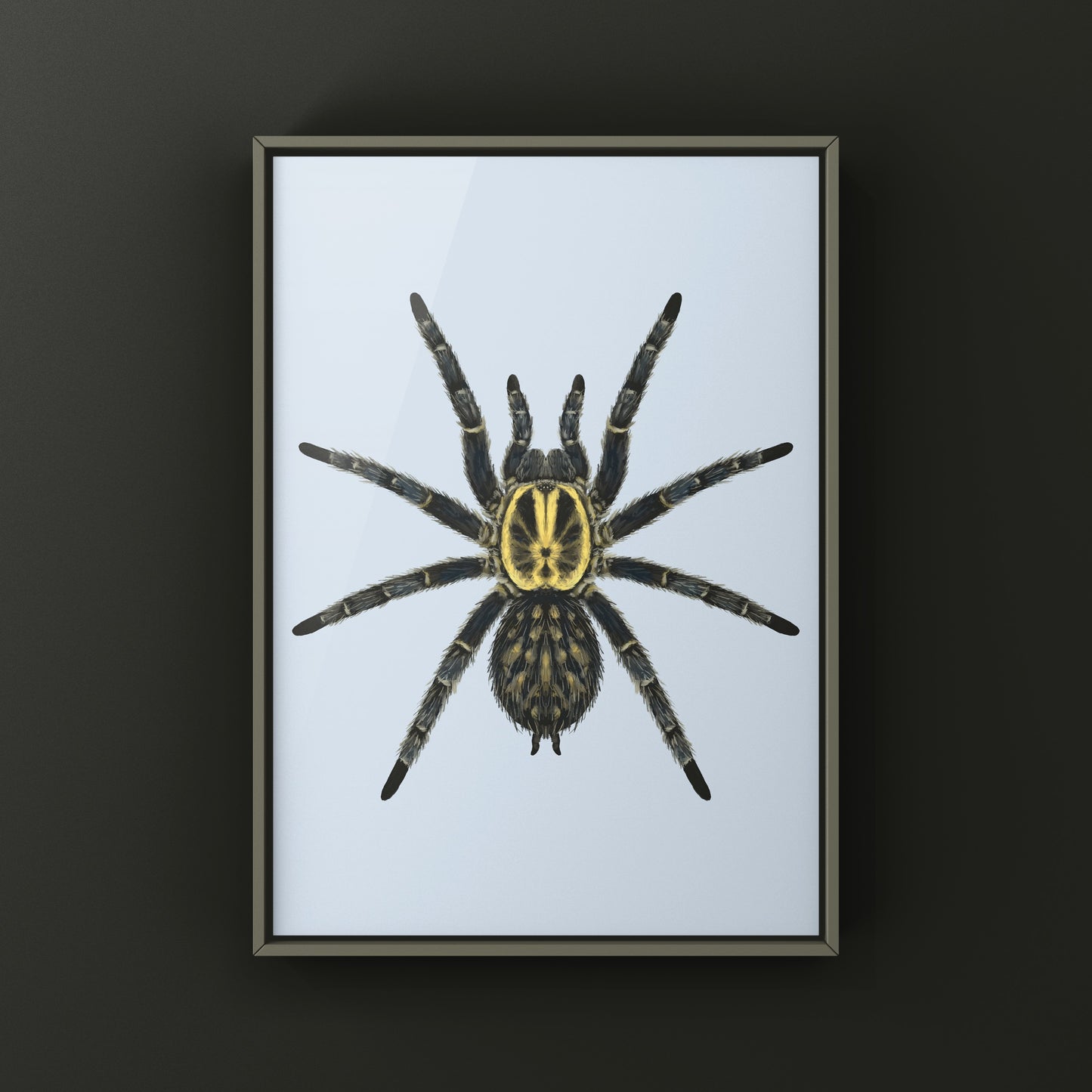 Gabon Blue Dwarf Tarantula art print by The Silk Ranch showing detailed illustration of Heterothele gabonensis spider on white background.