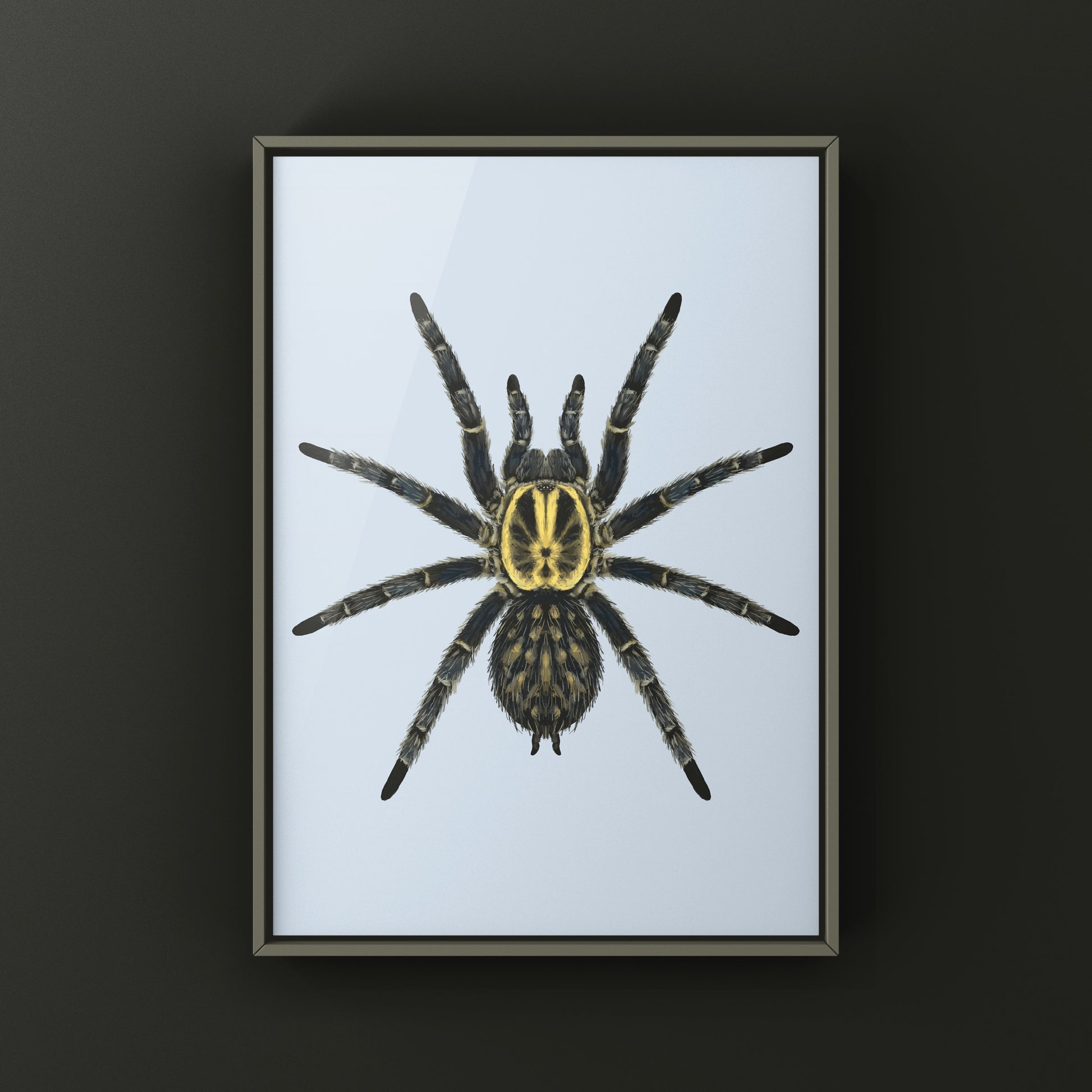 Gabon Blue Dwarf Tarantula art print by The Silk Ranch showing detailed illustration of Heterothele gabonensis spider on white background.