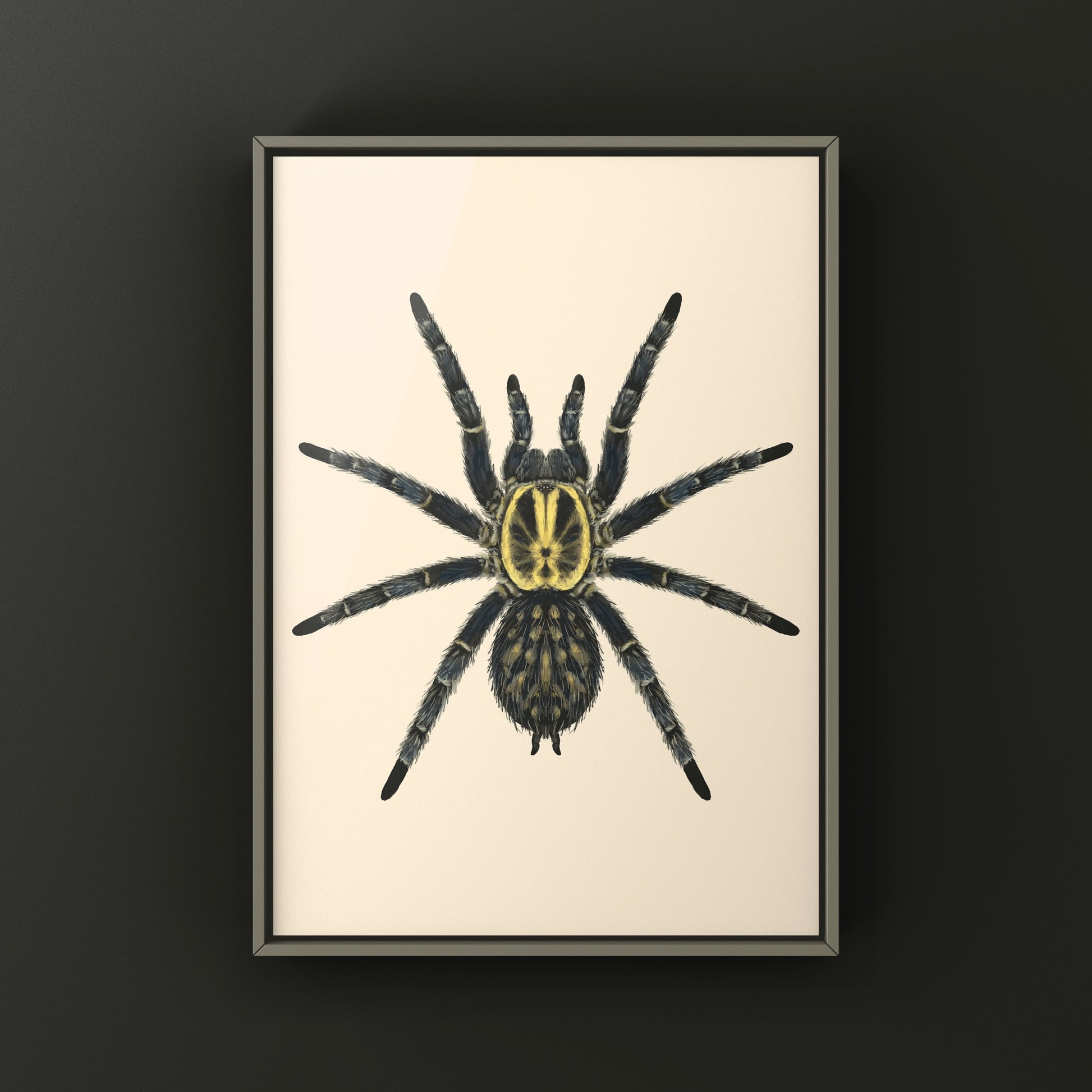 Gabon Blue Dwarf Tarantula art print featuring detailed illustration of Heterothele gabonensis by The Silk Ranch.