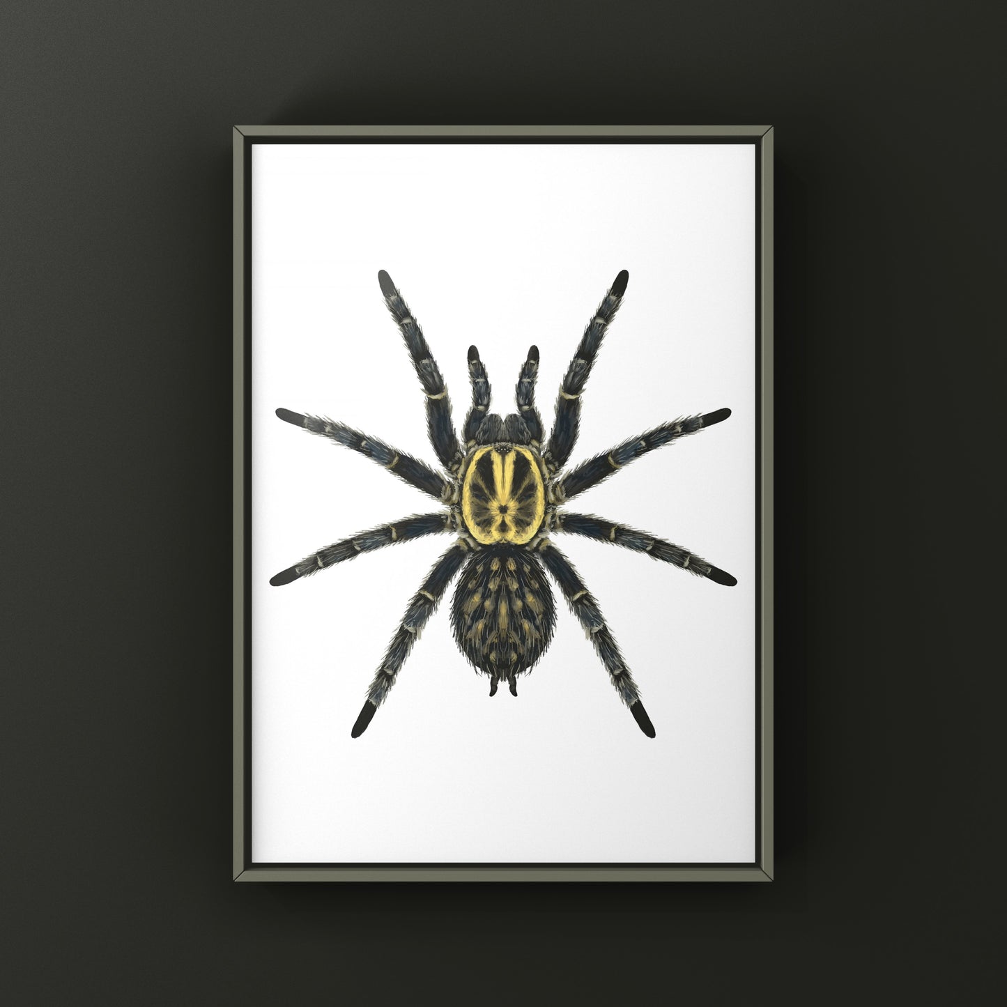 Gabon Blue Dwarf Tarantula art print by The Silk Ranch, showcasing detailed illustration of Heterothele gabonensis on white background.