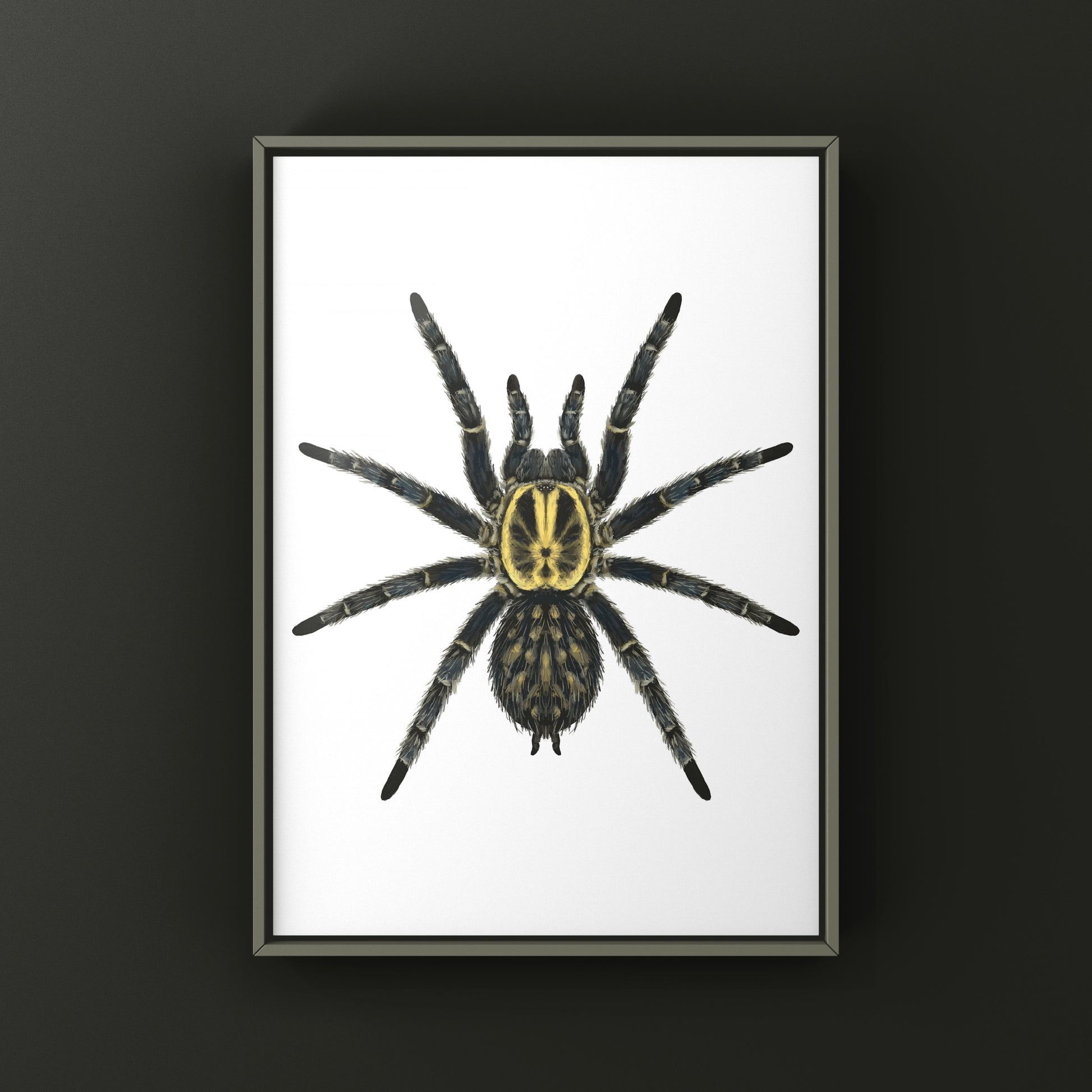 Gabon Blue Dwarf Tarantula art print by The Silk Ranch, showcasing detailed illustration of Heterothele gabonensis on white background.