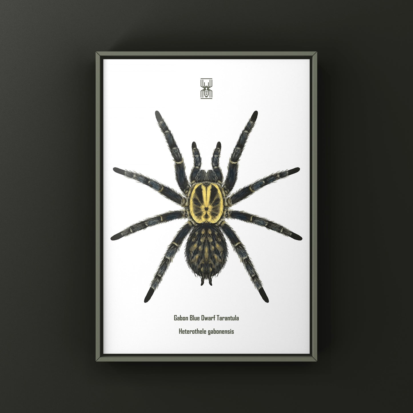 Gabon Blue Dwarf Tarantula art print by The Silk Ranch showing detailed illustration of Heterothele gabonensis spider on white background