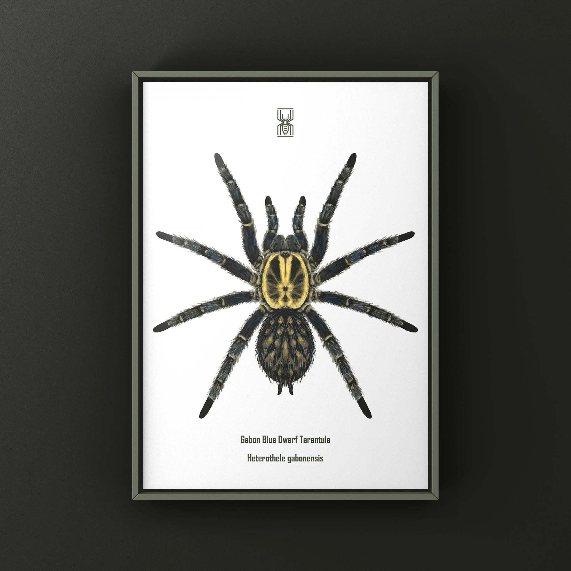Gabon Blue Dwarf Tarantula art print by The Silk Ranch showing detailed illustration of Heterothele gabonensis spider on white background