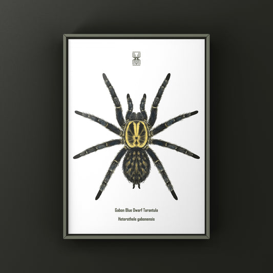 Gabon Blue Dwarf Tarantula Art Print (Heterothele gabonensis) from The Silk Ranch