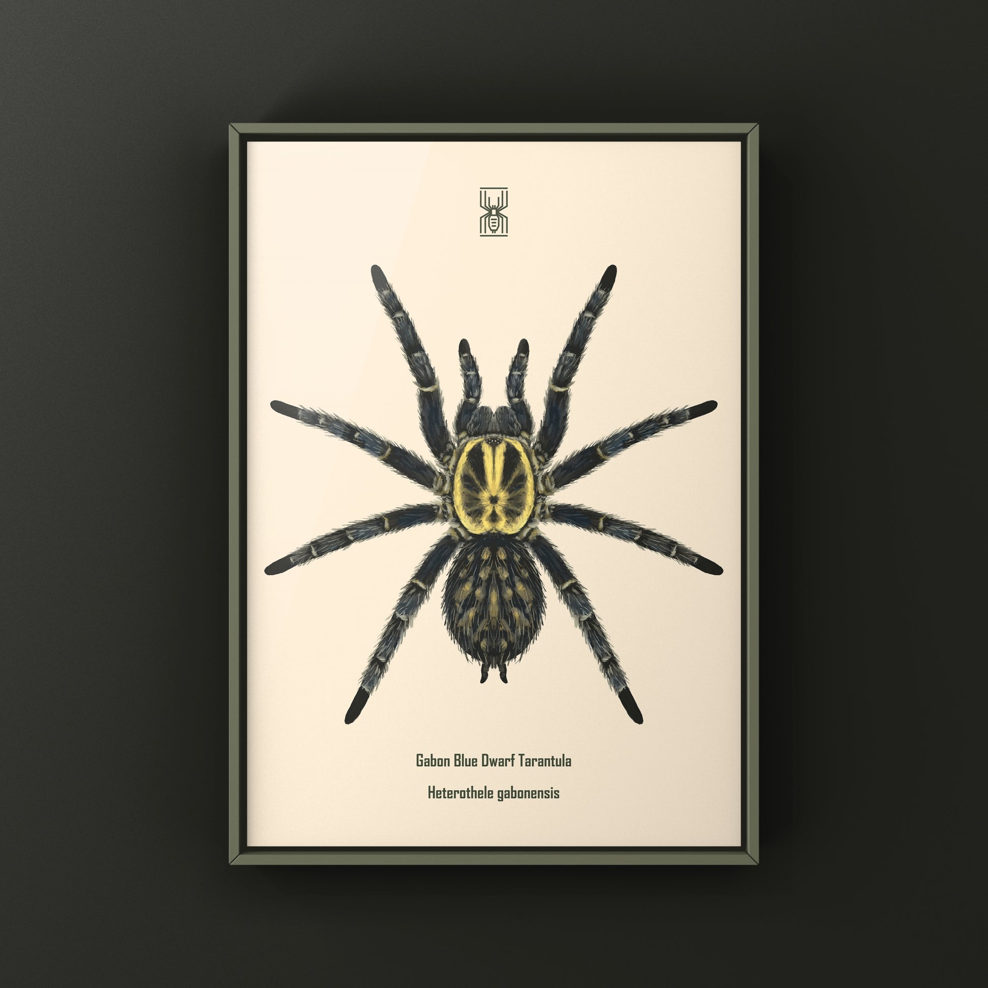 Gabon Blue Dwarf Tarantula art print by The Silk Ranch, featuring detailed illustration of Heterothele gabonensis on white background
