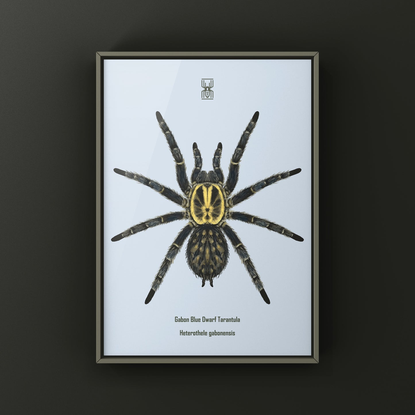 Gabon Blue Dwarf Tarantula art print featuring detailed illustration of Heterothele gabonensis by The Silk Ranch