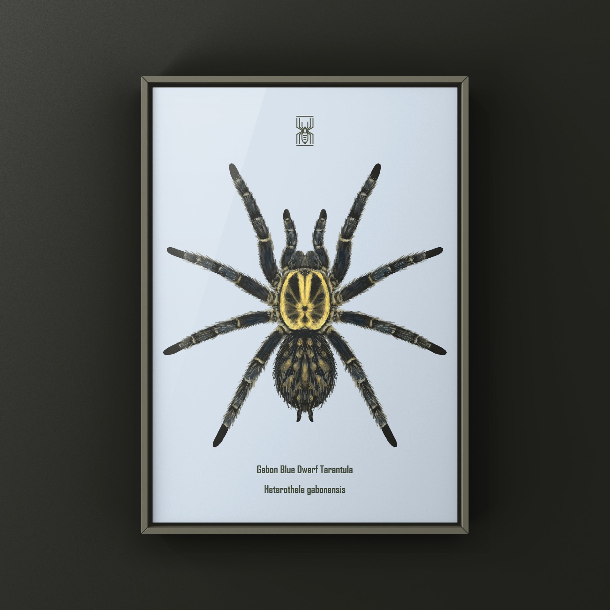 Gabon Blue Dwarf Tarantula art print featuring detailed illustration of Heterothele gabonensis by The Silk Ranch