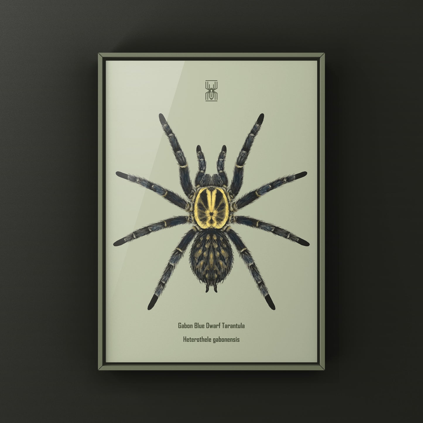 Gabon Blue Dwarf Tarantula art print by The Silk Ranch featuring detailed illustration of Heterothele gabonensis spider on white background