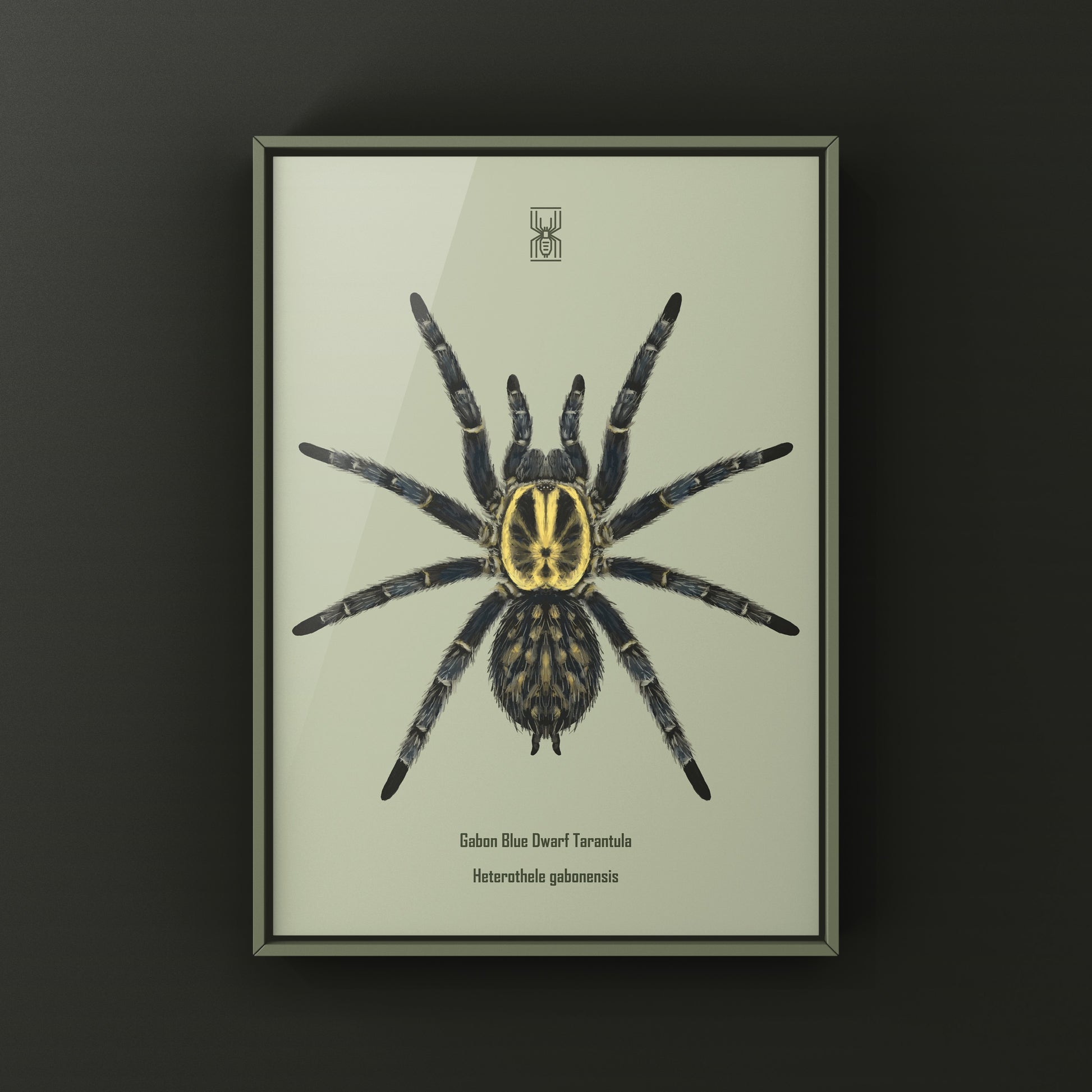 Gabon Blue Dwarf Tarantula art print by The Silk Ranch featuring detailed illustration of Heterothele gabonensis spider on white background