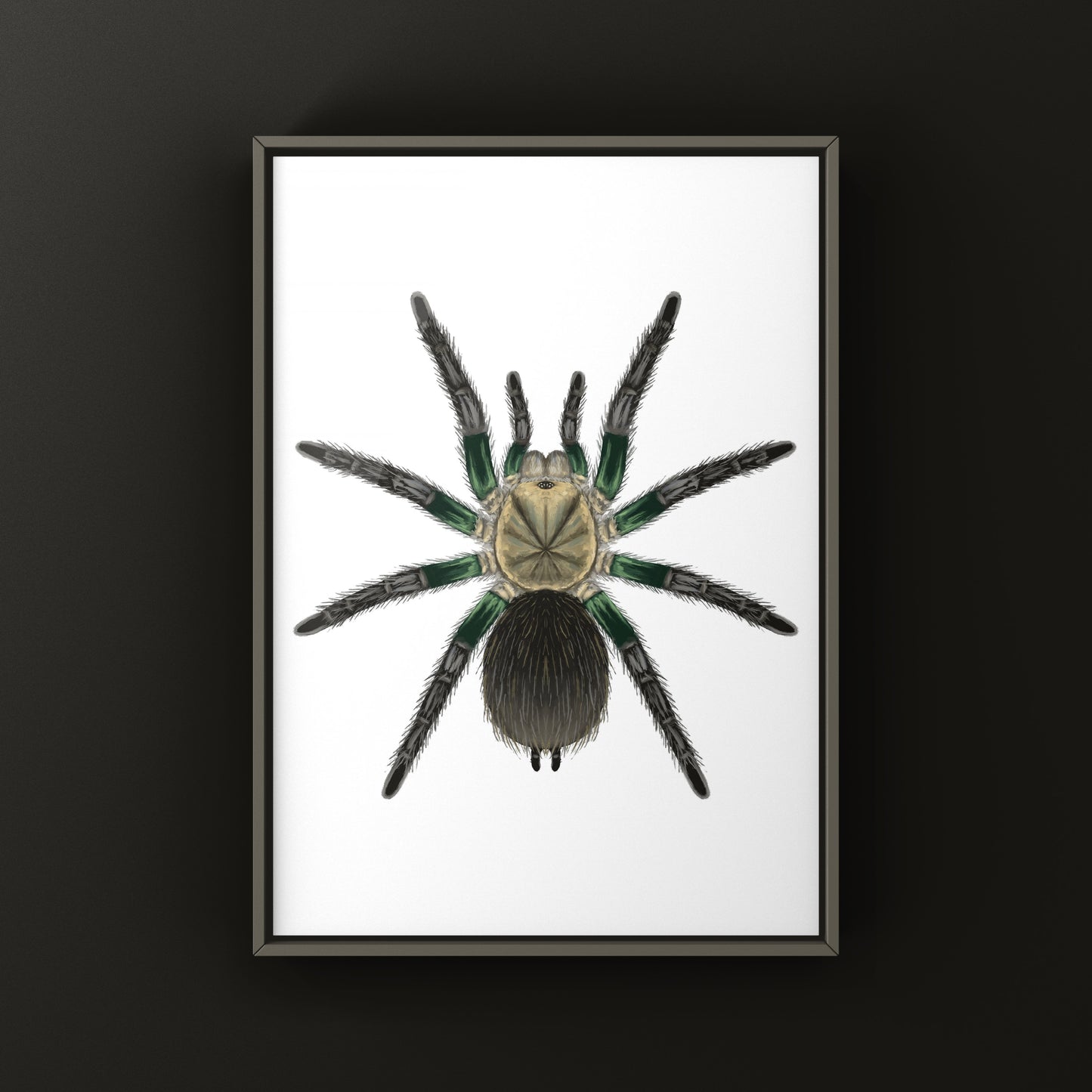 Green Femur Birdeater tarantula art print featuring a detailed illustration of the Phormictopus sp. species.