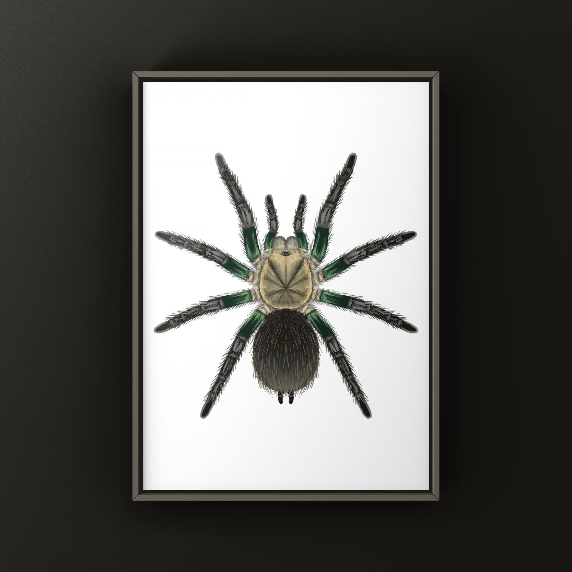 Green Femur Birdeater tarantula art print featuring a detailed illustration of the Phormictopus sp. species.