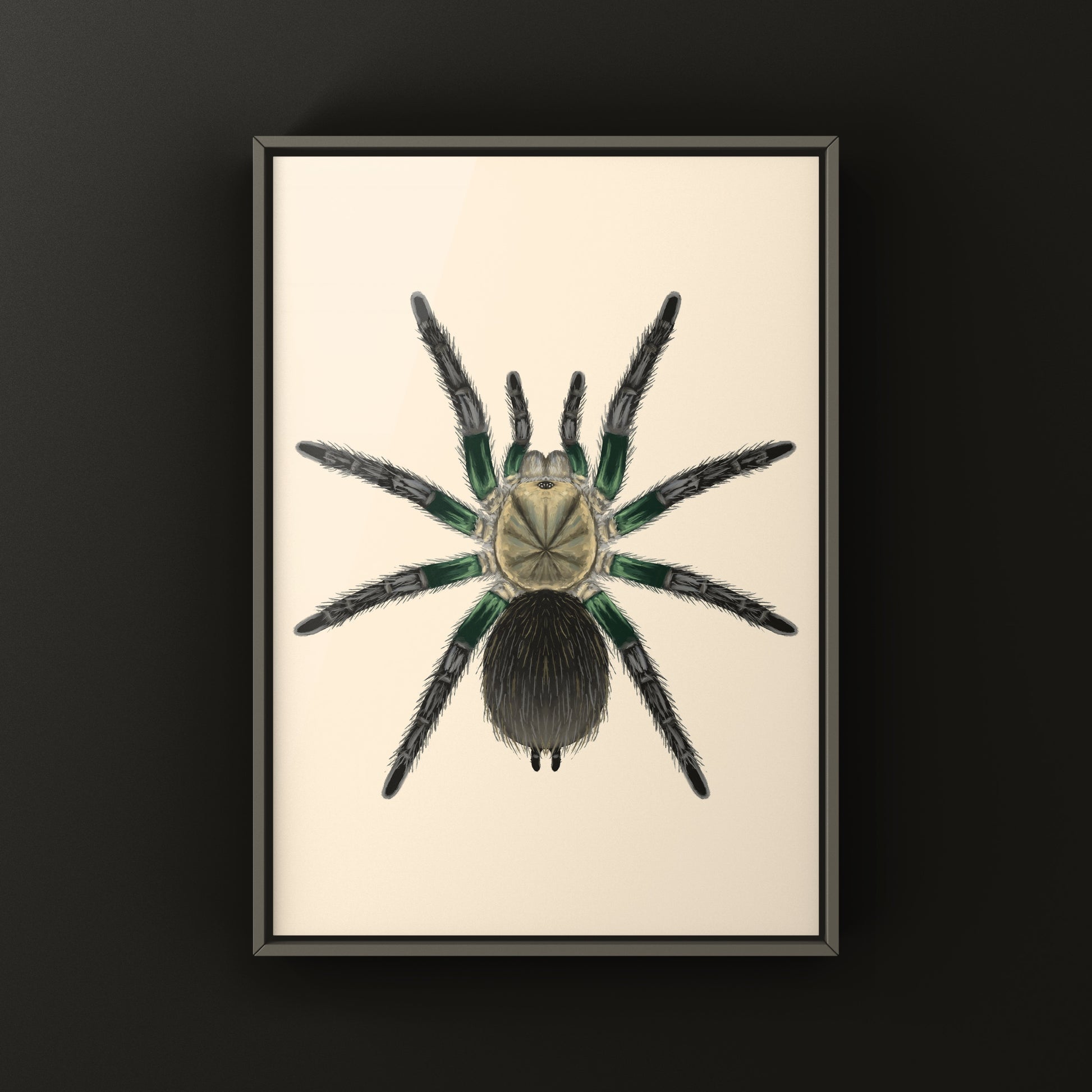 Green Femur Birdeater tarantula art print featuring detailed illustration of Phormictopus sp. with vibrant green legs and realistic details