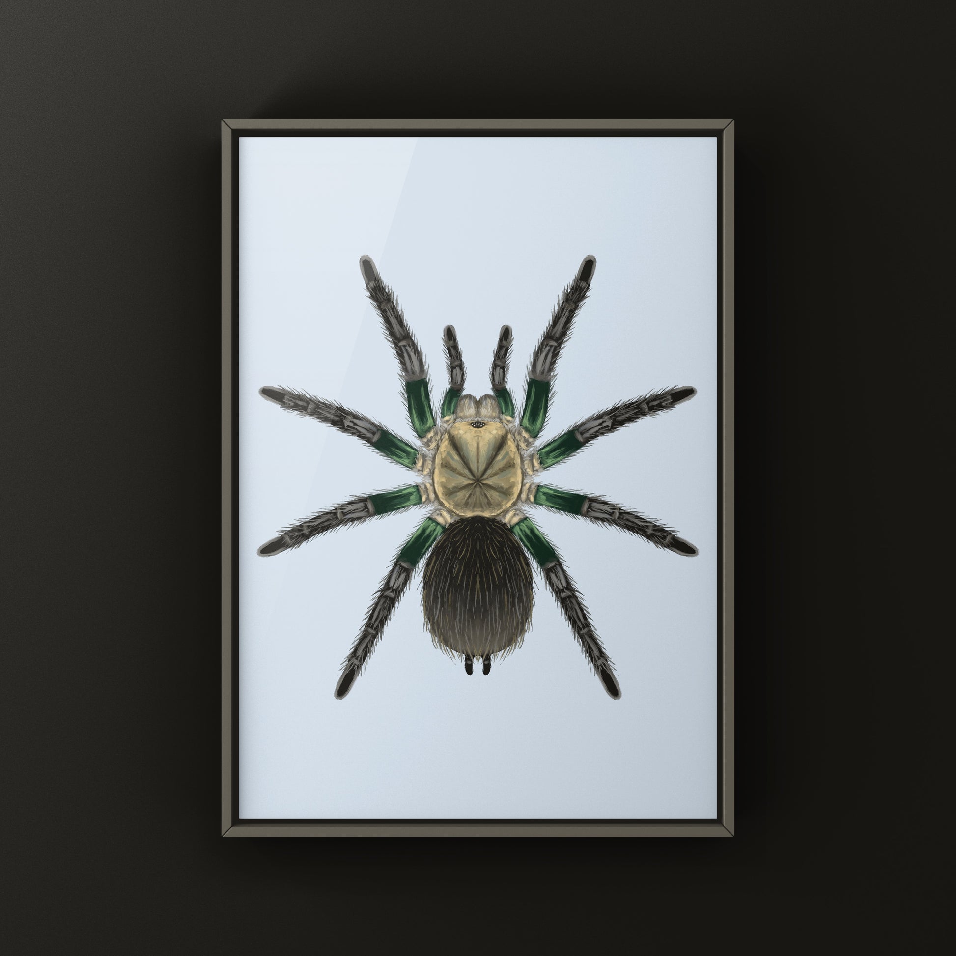 Green Femur Birdeater Tarantula art print showcasing a detailed illustration of the Phormictopus sp. tarantula on white background.