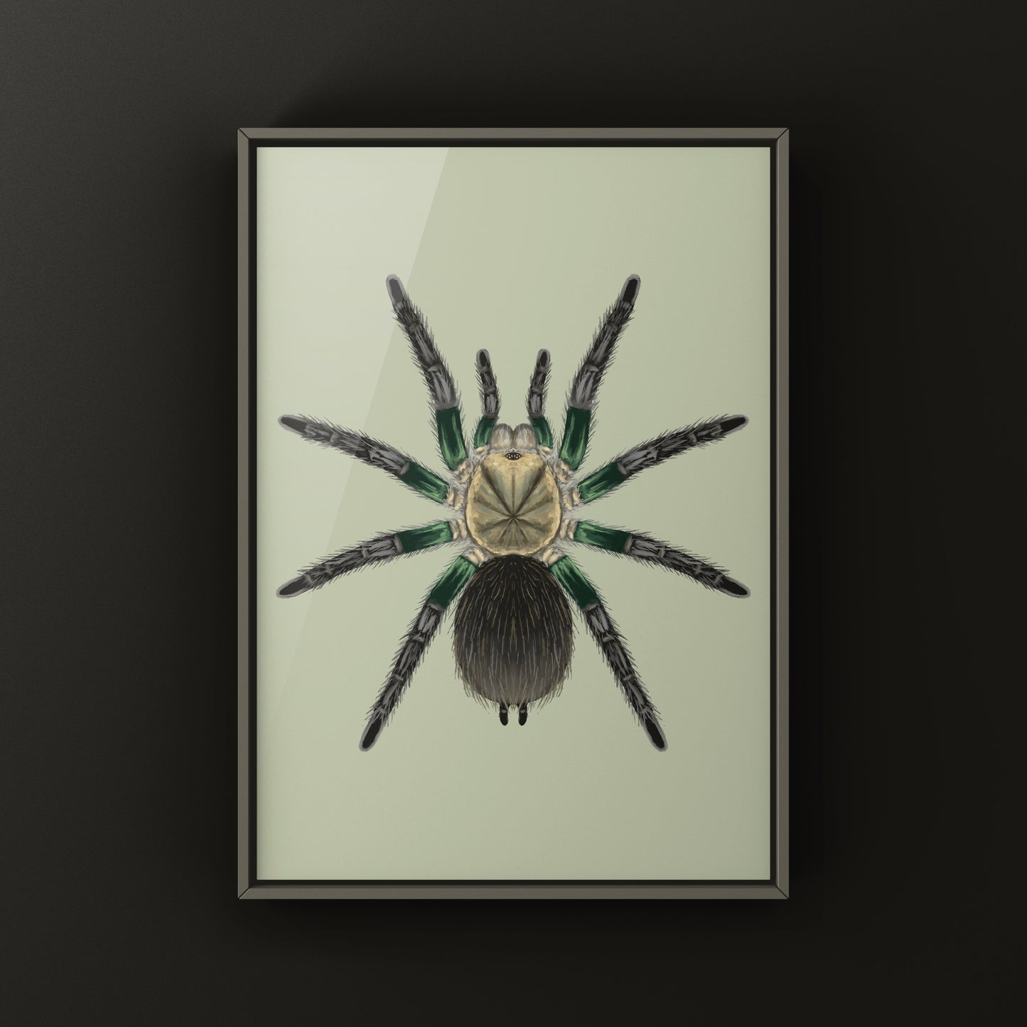 Green Femur Birdeater Tarantula art print featuring detailed illustrations of the Phormictopus sp. with vibrant green femur coloring.