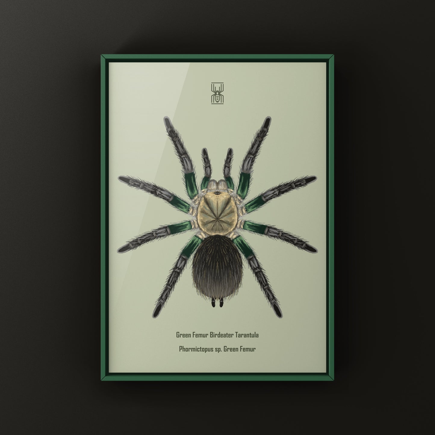 Green Femur Birdeater Tarantula art print featuring detailed illustration of Phormictopus sp. spider on white background.