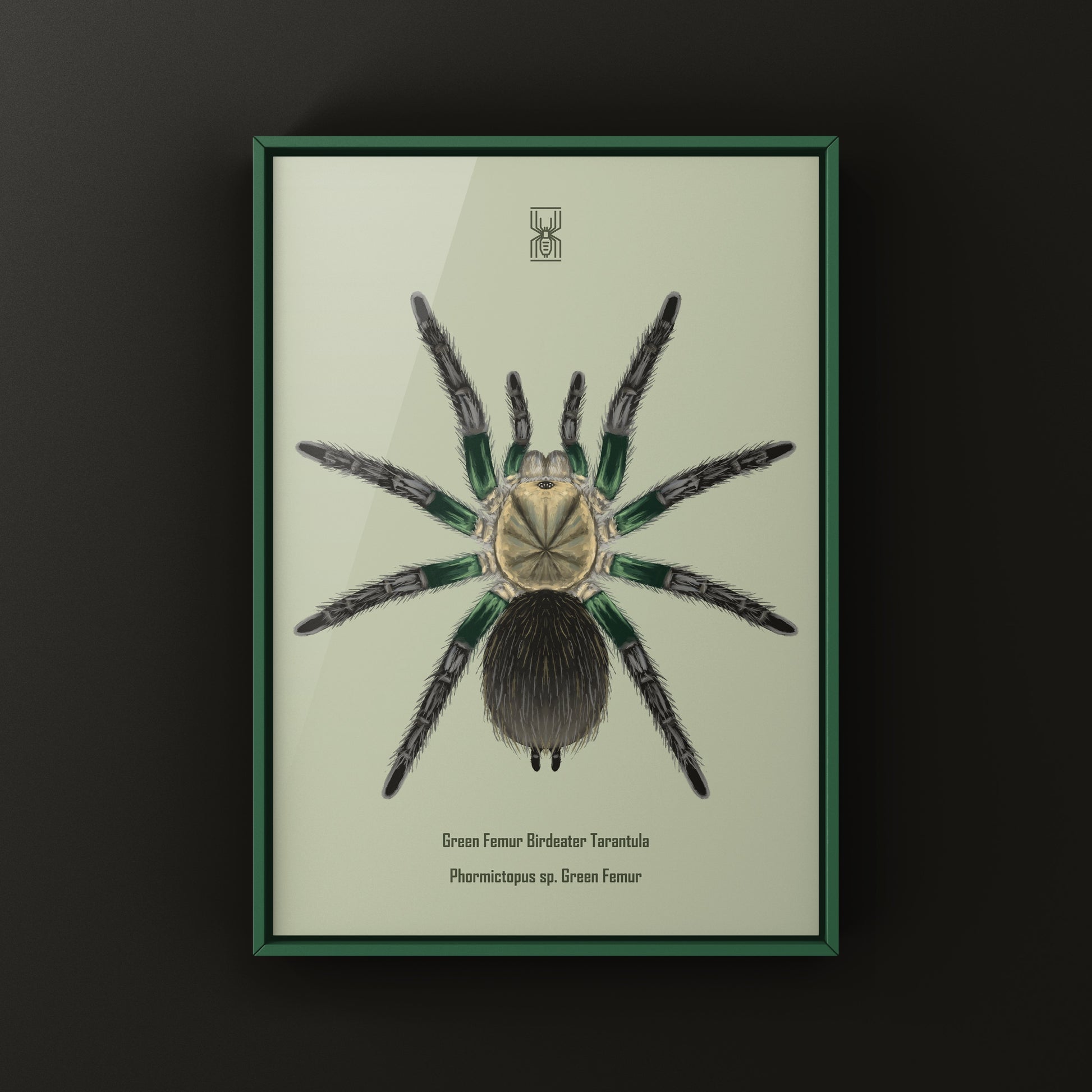 Green Femur Birdeater Tarantula art print featuring detailed illustration of Phormictopus sp. spider on white background.