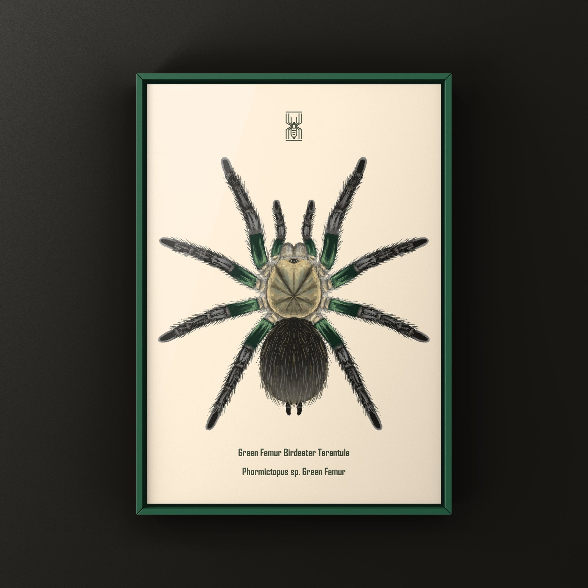 Green Femur Birdeater Tarantula art print featuring detailed illustration of Phormictopus sp. on a neutral background.