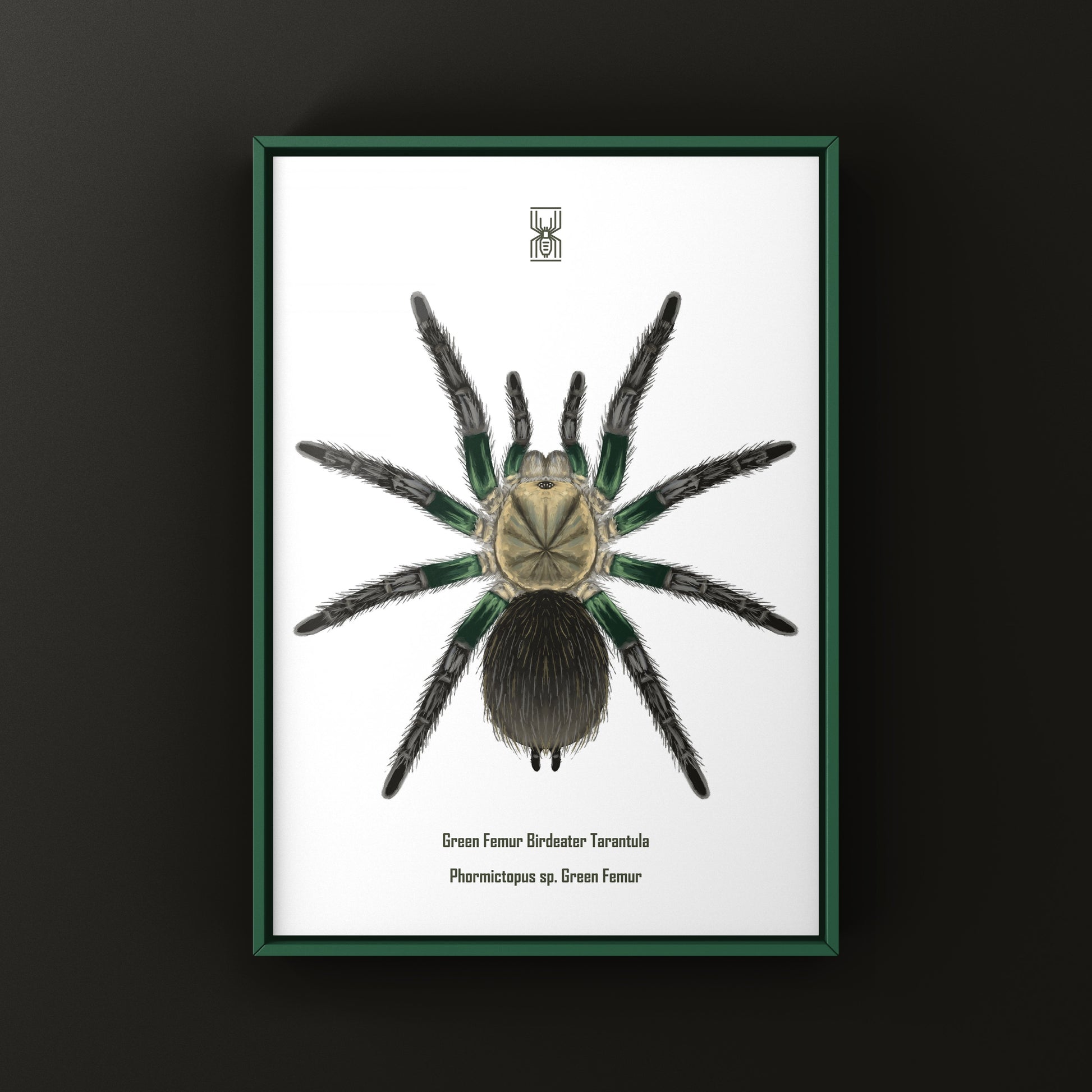 Green Femur Birdeater Tarantula art print featuring a detailed illustration of Phormictopus sp. in vibrant green hues.