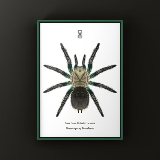 Green Femur Birdeater Tarantula Art Print (Phormictopus sp. Green Femur) from The Silk Ranch