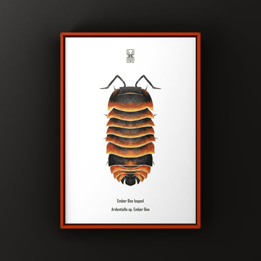 Ember Bee Isopod Art Print (Ardentiella sp. Ember Bee) from The Silk Ranch