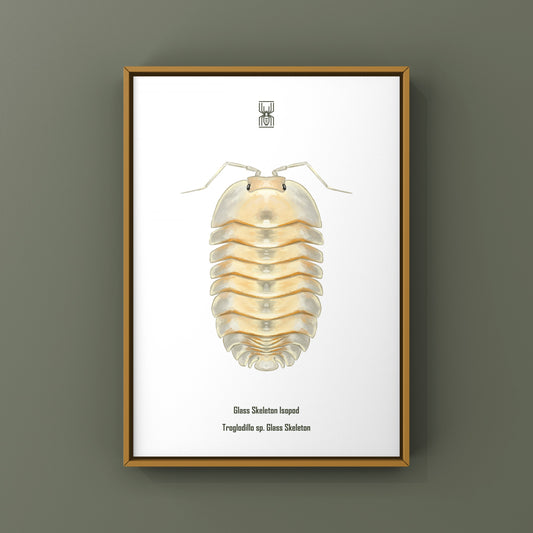 Glass Skeleton Isopod Art Print (Troglodillo sp. Glass Skeleton) from The Silk Ranch