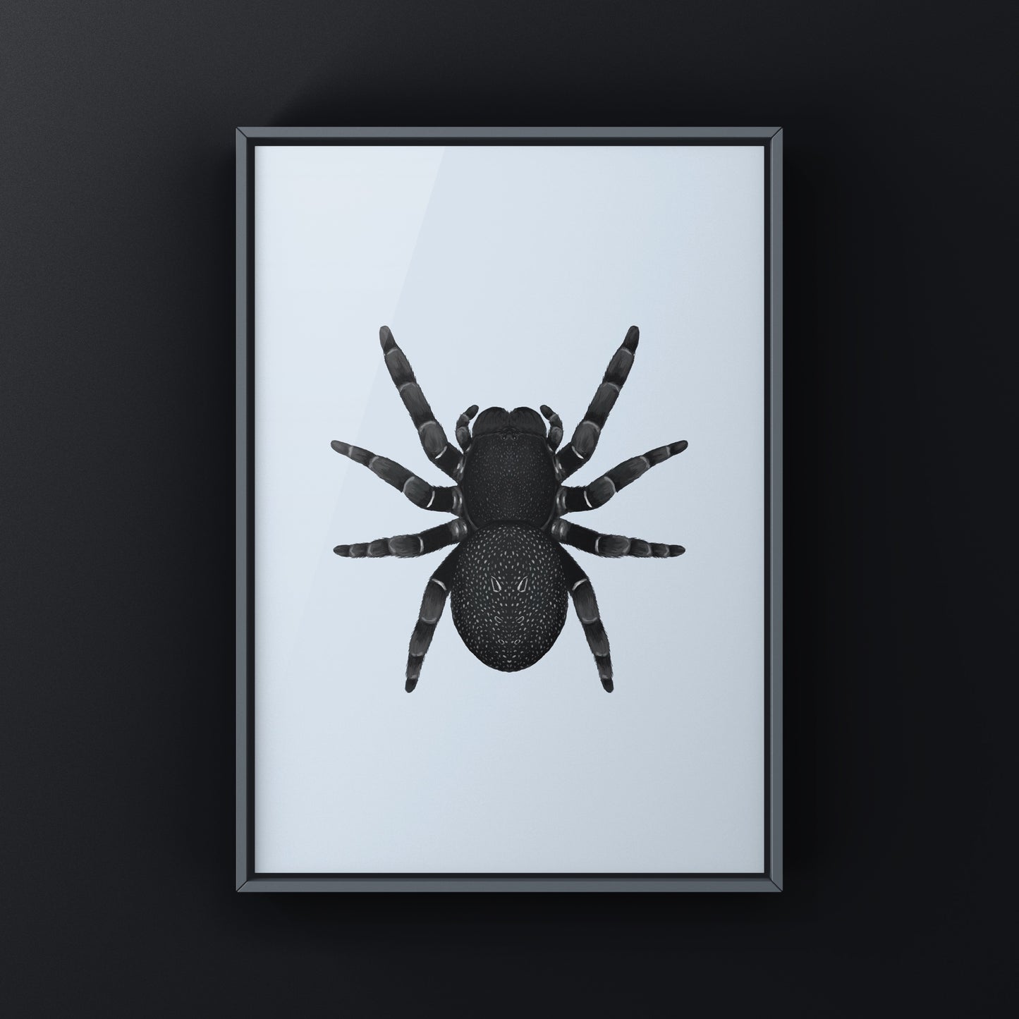 Golden face velvet spider art print featuring the Eresus moravicus spider with vibrant golden and black coloration, by The Silk Ranch.