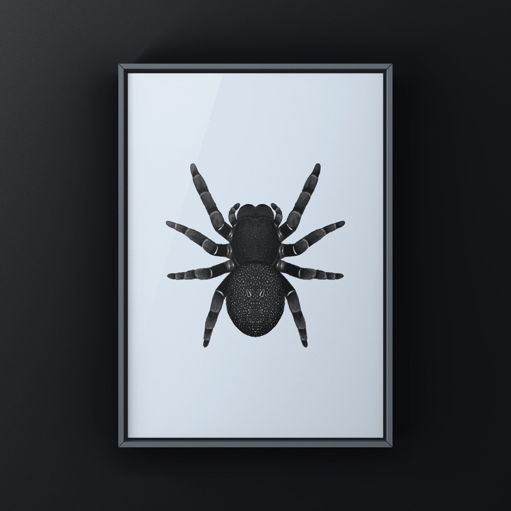 Golden face velvet spider art print featuring the Eresus moravicus spider with vibrant golden and black coloration, by The Silk Ranch.