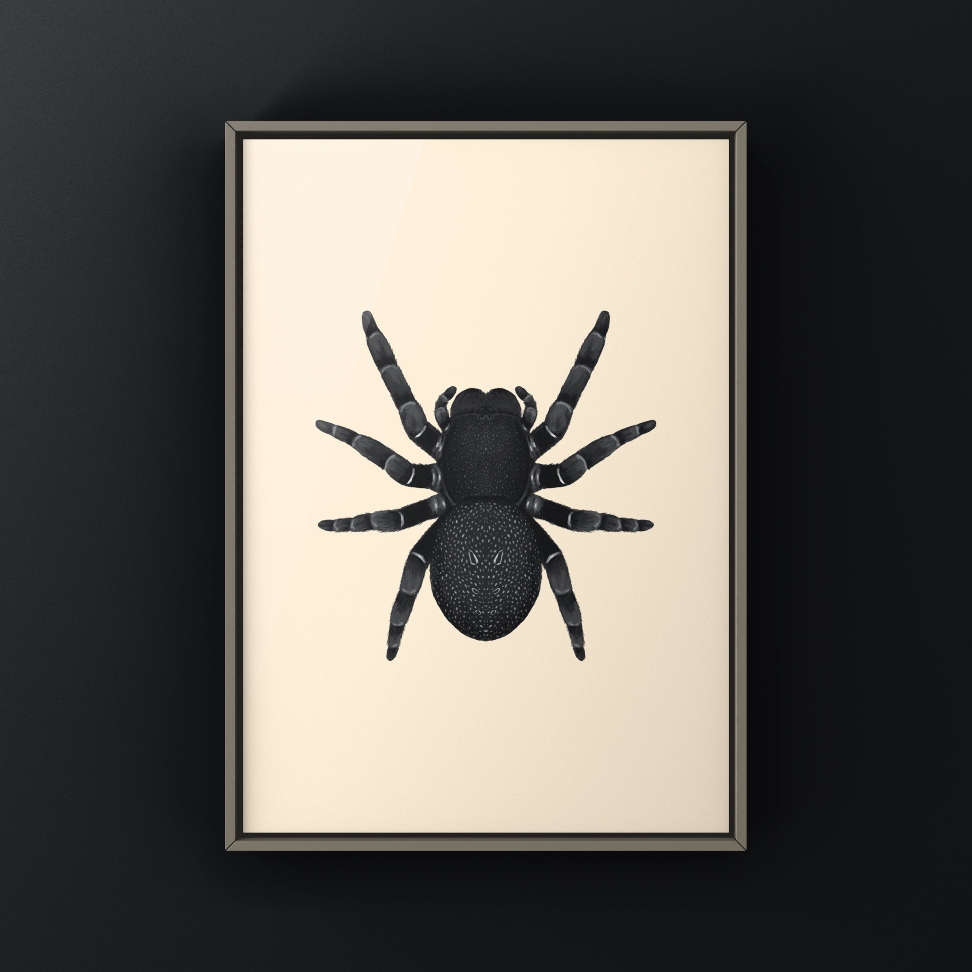Golden face velvet spider art print showcasing the detailed Eresus moravicus spider on textured paper by The Silk Ranch