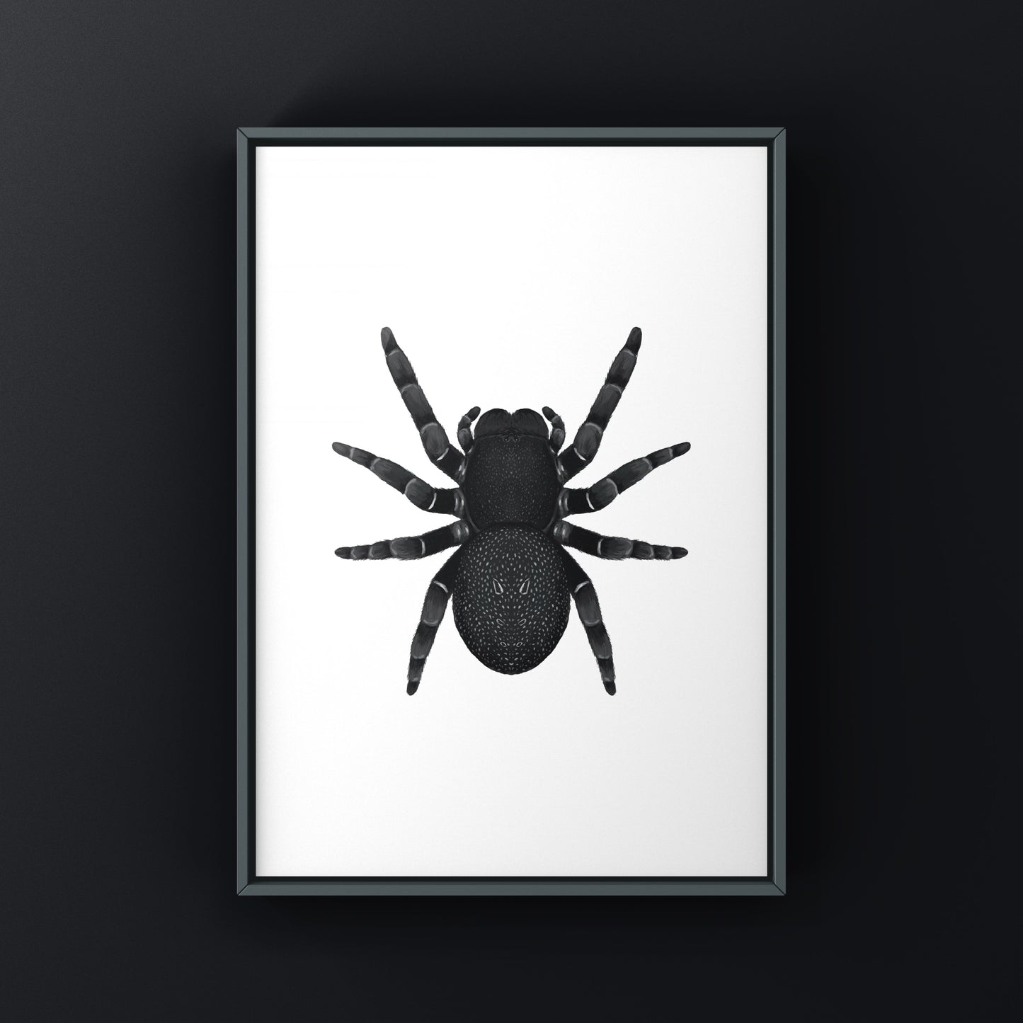 Golden face velvet spider art print featuring the Eresus moravicus spider on textured background by The Silk Ranch.