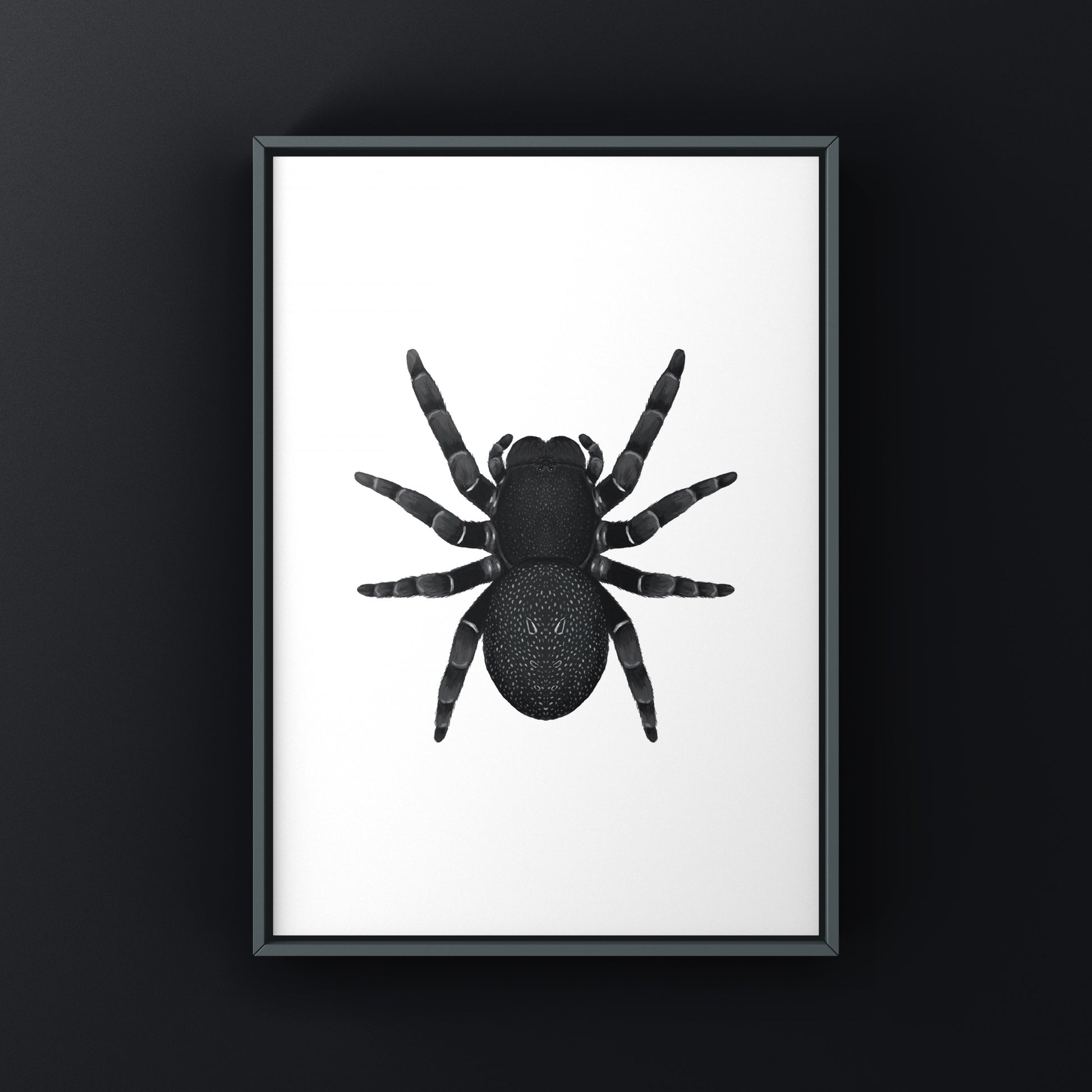 Golden face velvet spider art print featuring the Eresus moravicus spider on textured background by The Silk Ranch.