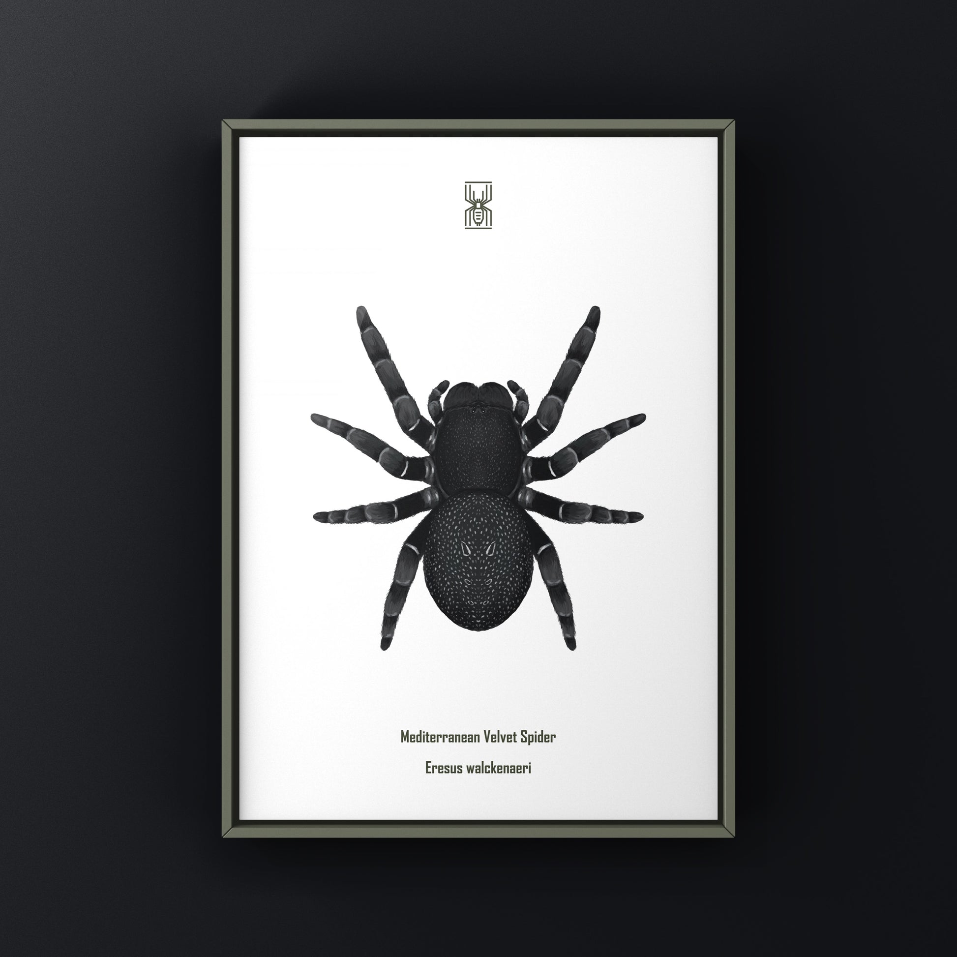 Golden face velvet spider art print featuring Eresus moravicus, showcasing detailed, vibrant spider artwork by The Silk Ranch.