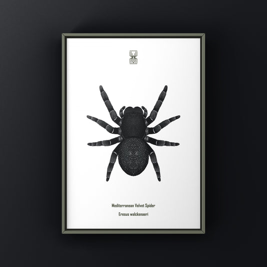 Mediterranean Velvet Spider Art Print (Eresus walckenaeri) from The Silk Ranch