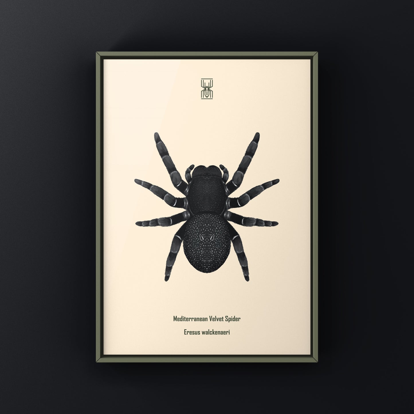 Golden face velvet spider art print featuring Eresus moravicus, showcasing detailed velvet-textured spider illustration by The Silk Ranch.