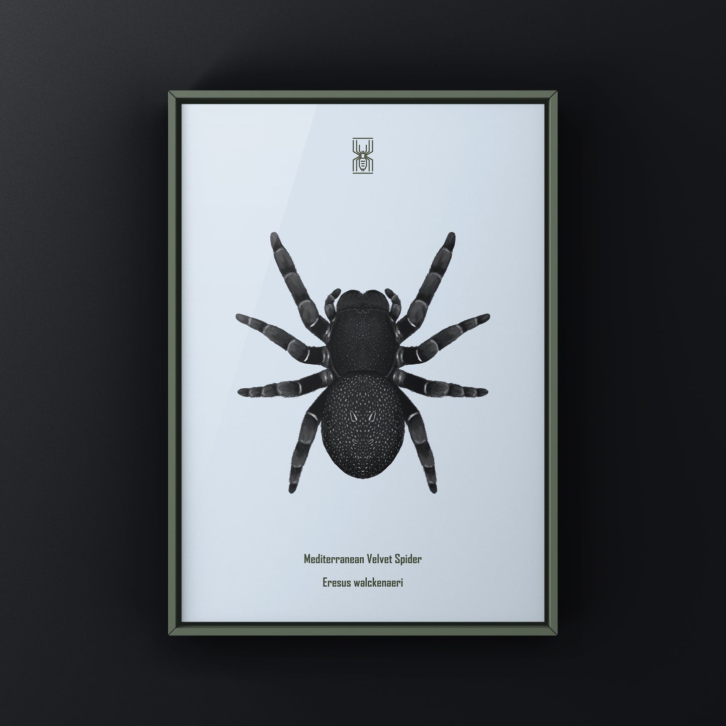Golden face velvet spider art print showing detailed Eresus moravicus spider illustration on high-quality paper.