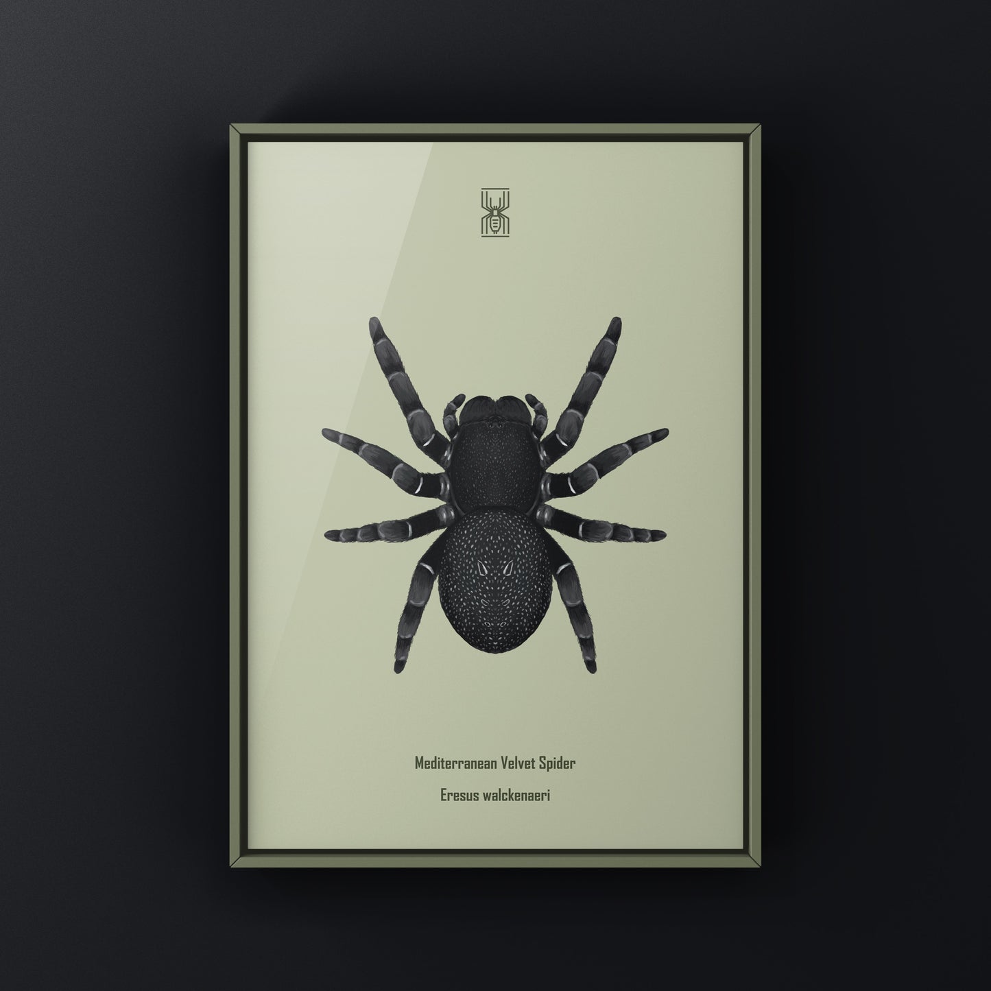 Golden face velvet spider art print featuring the Eresus moravicus species, showcasing intricate details and vibrant colors.