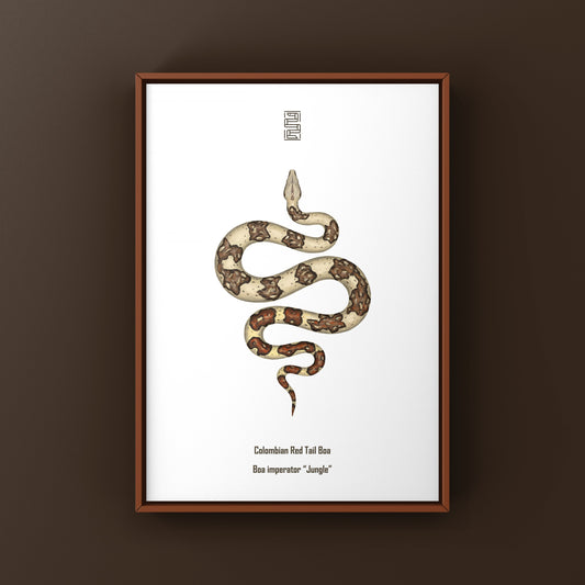Colorful Jungle Colombian Red Tail Boa art print by The Silk Ranch featuring detailed boa imperator illustration on textured paper.