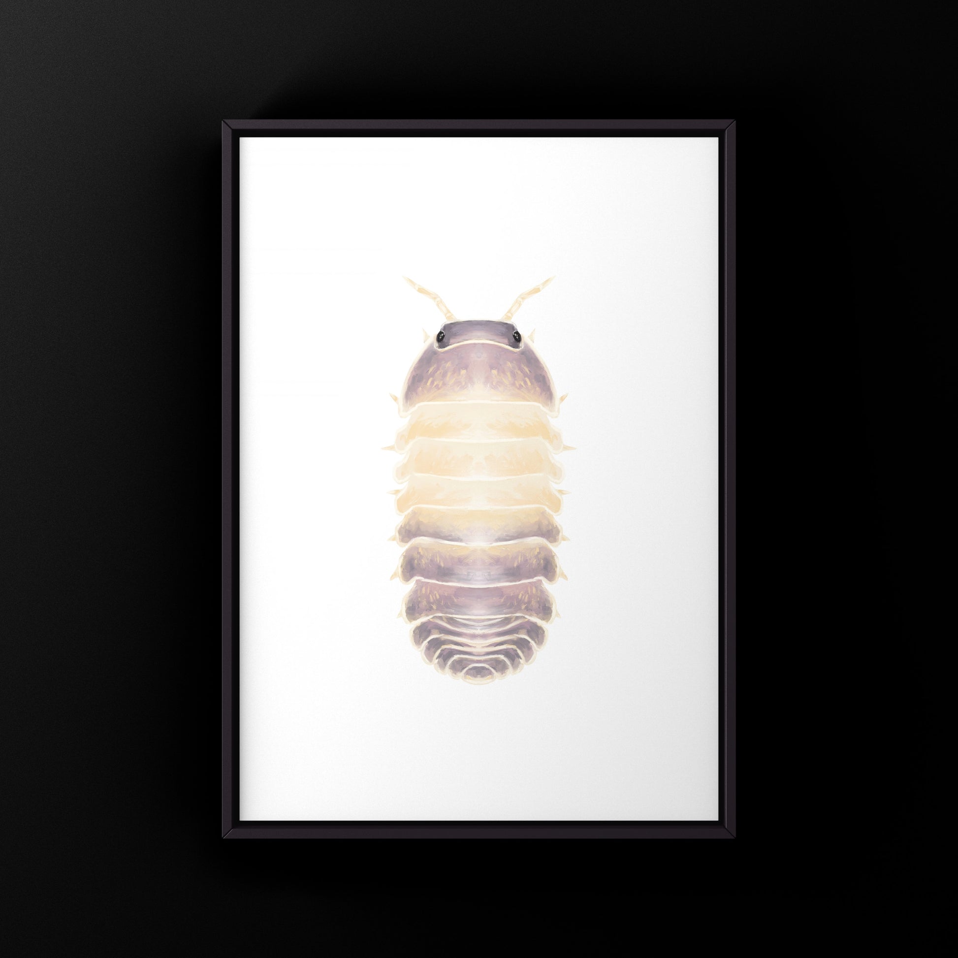 Lavender Panda King Isopod art print by The Silk Ranch featuring detailed illustrations of Cubaris sp. Lavender Panda King in natural colors.