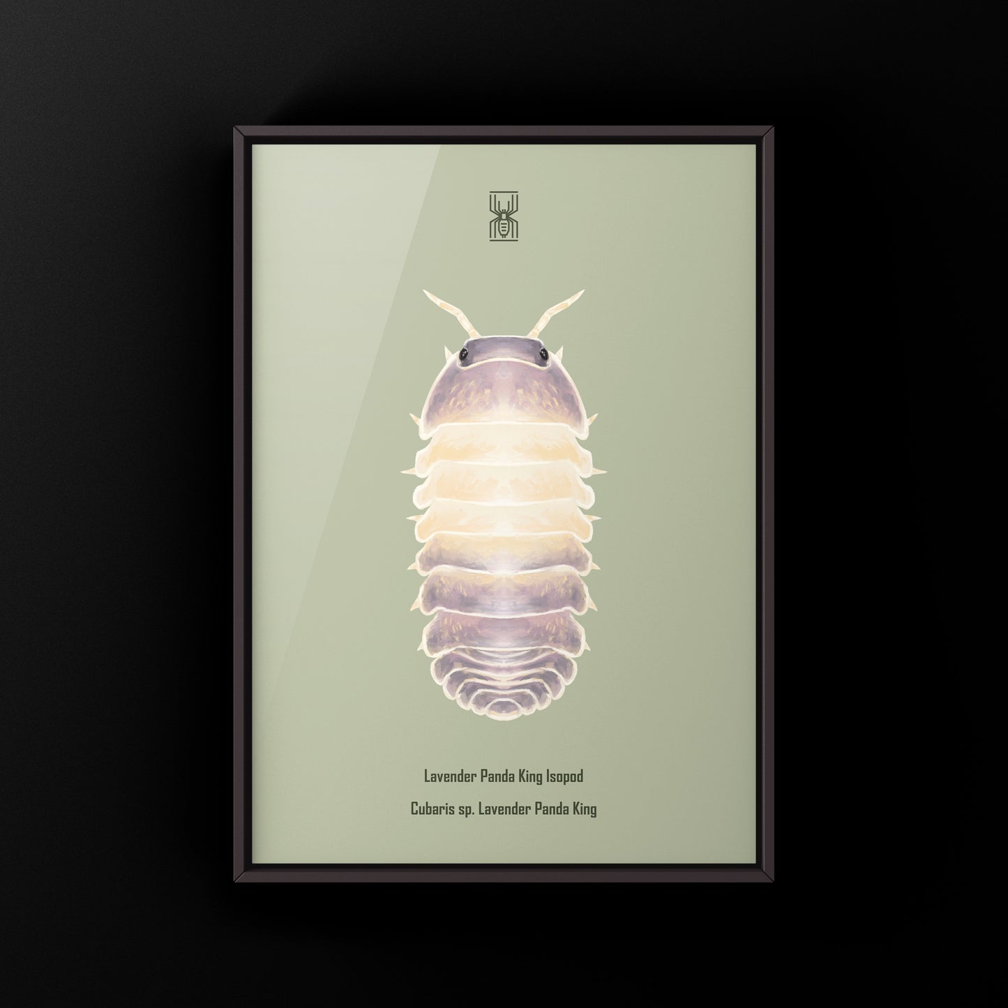 Lavender Panda King Isopod art print by The Silk Ranch featuring detailed illustration of Cubaris sp. Lavender Panda King.