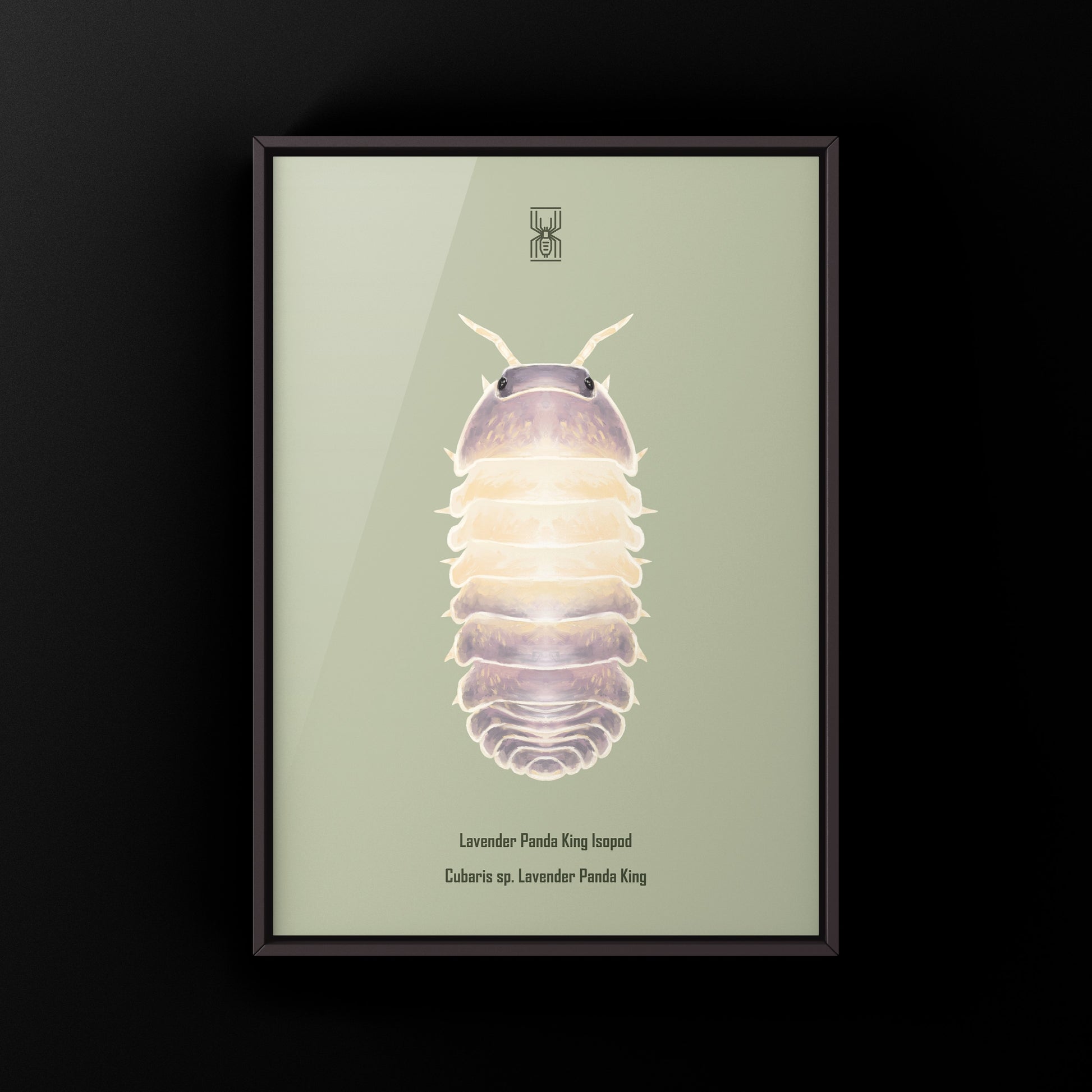 Lavender Panda King Isopod art print by The Silk Ranch featuring detailed illustration of Cubaris sp. Lavender Panda King.